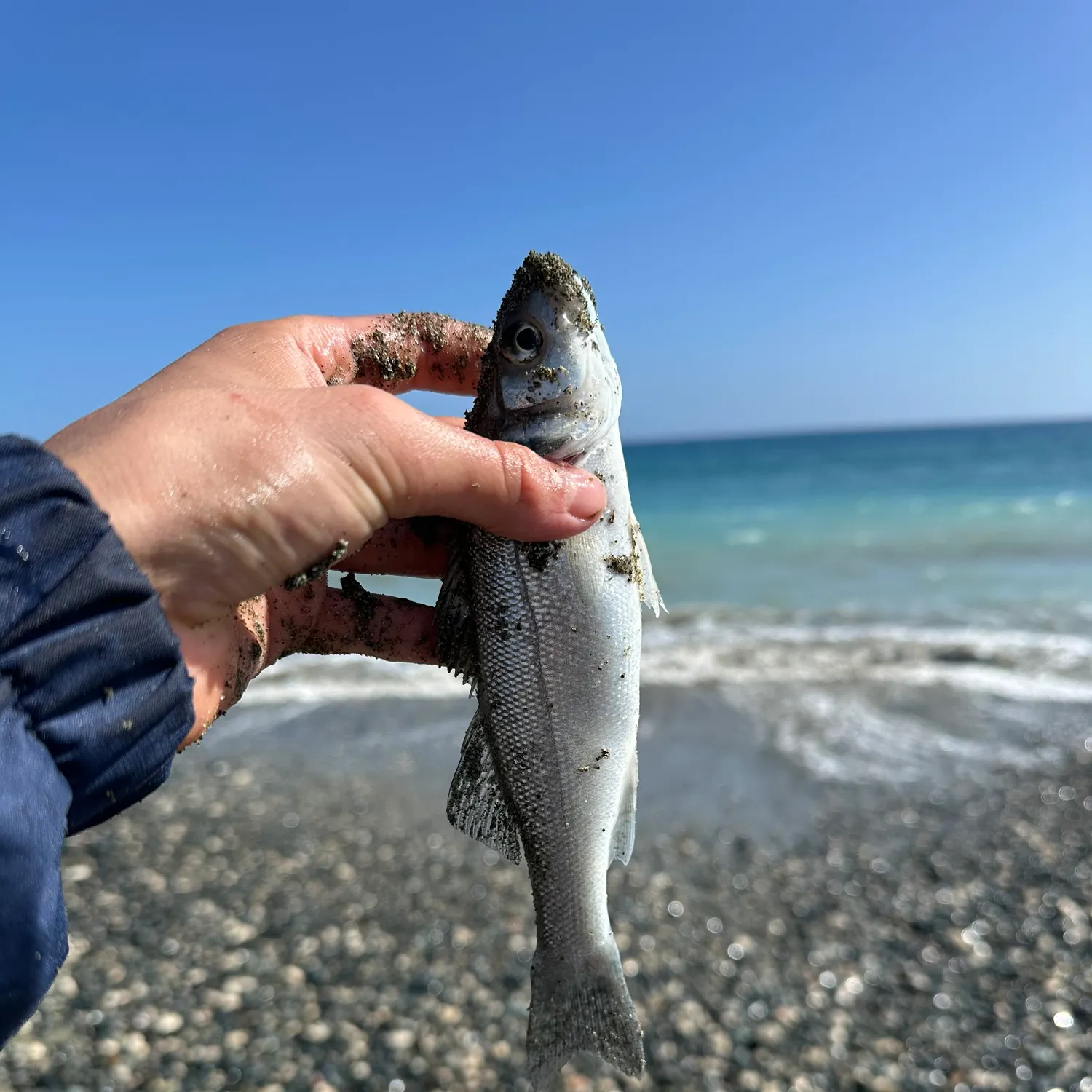 The most recent European seabass catches on Fishbrain