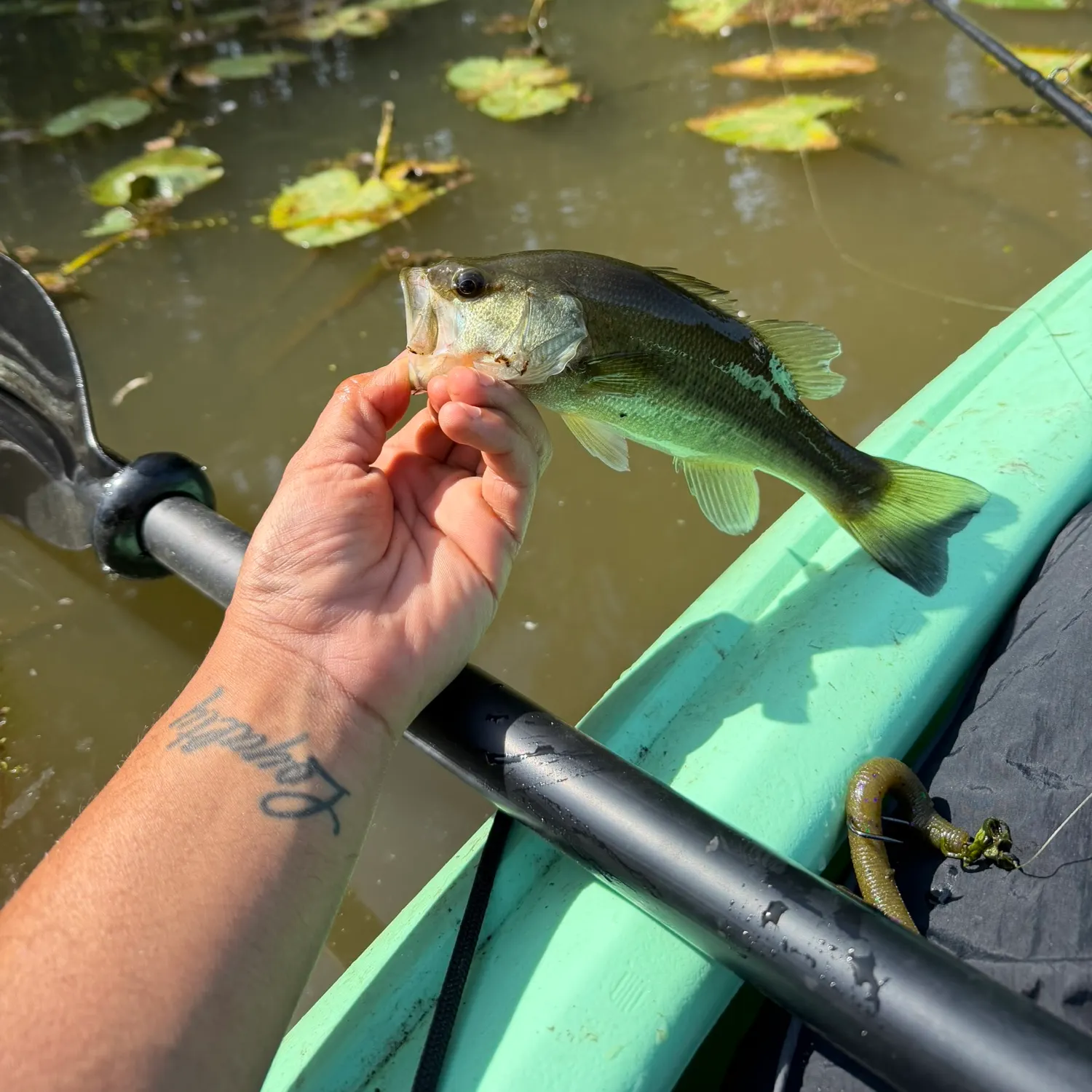 Largemouth bass caught on Fishbrain