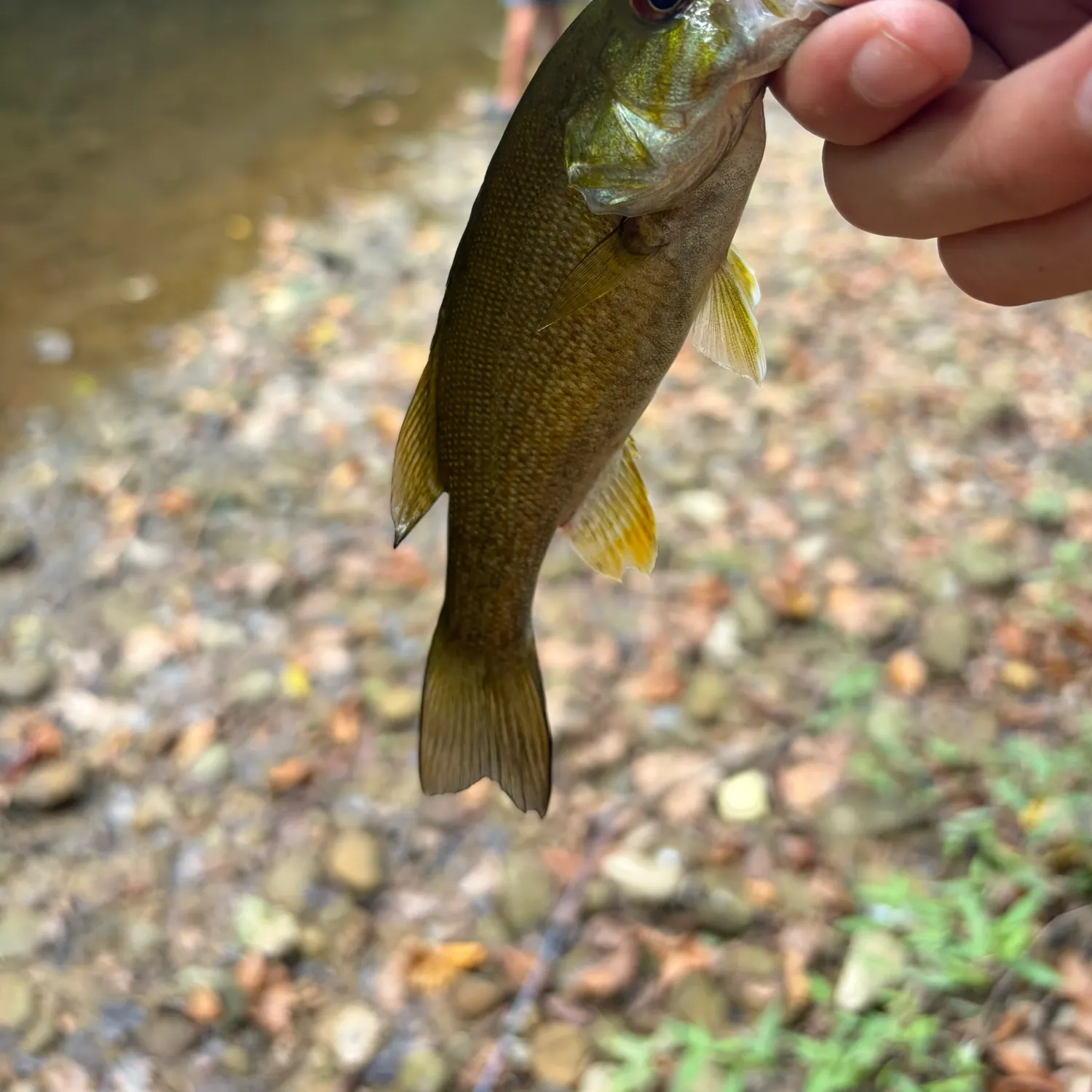 Smallmouth bass caught on Fishbrain
