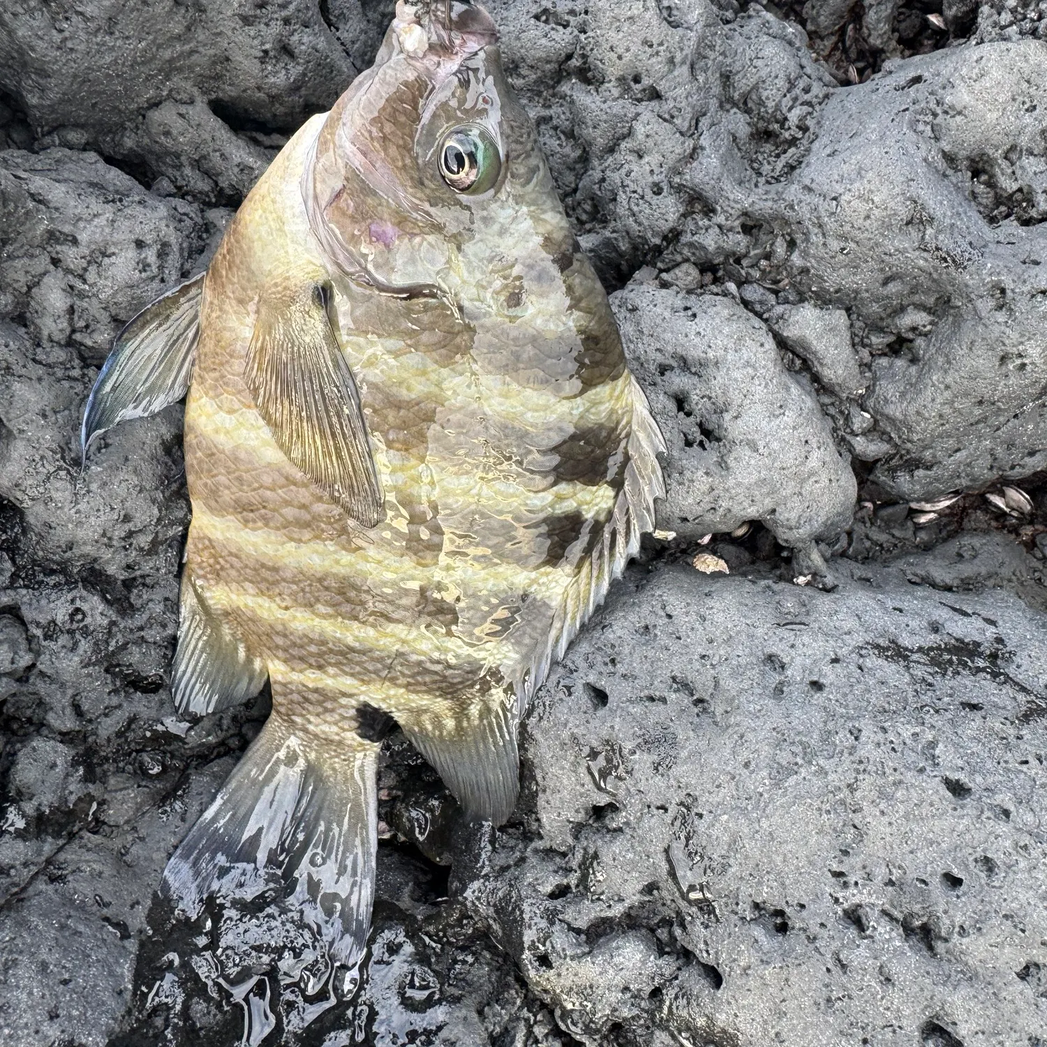 recently logged catches