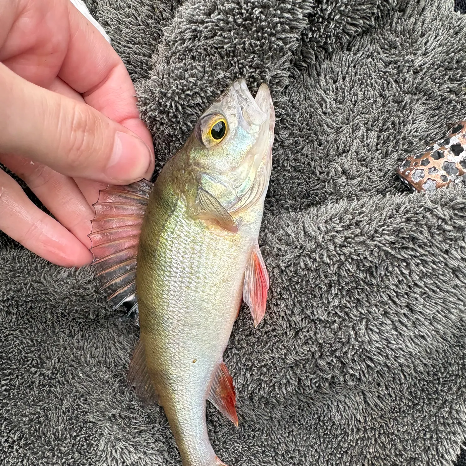 European perch caught on Fishbrain