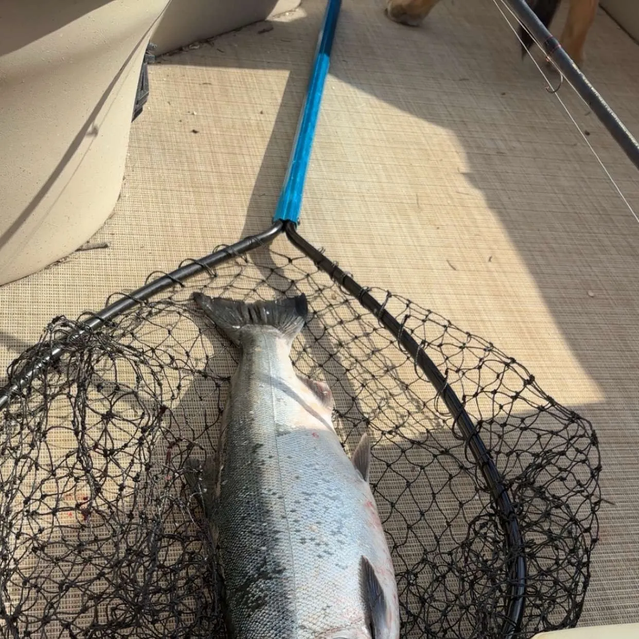 Chinook salmon caught on Fishbrain
