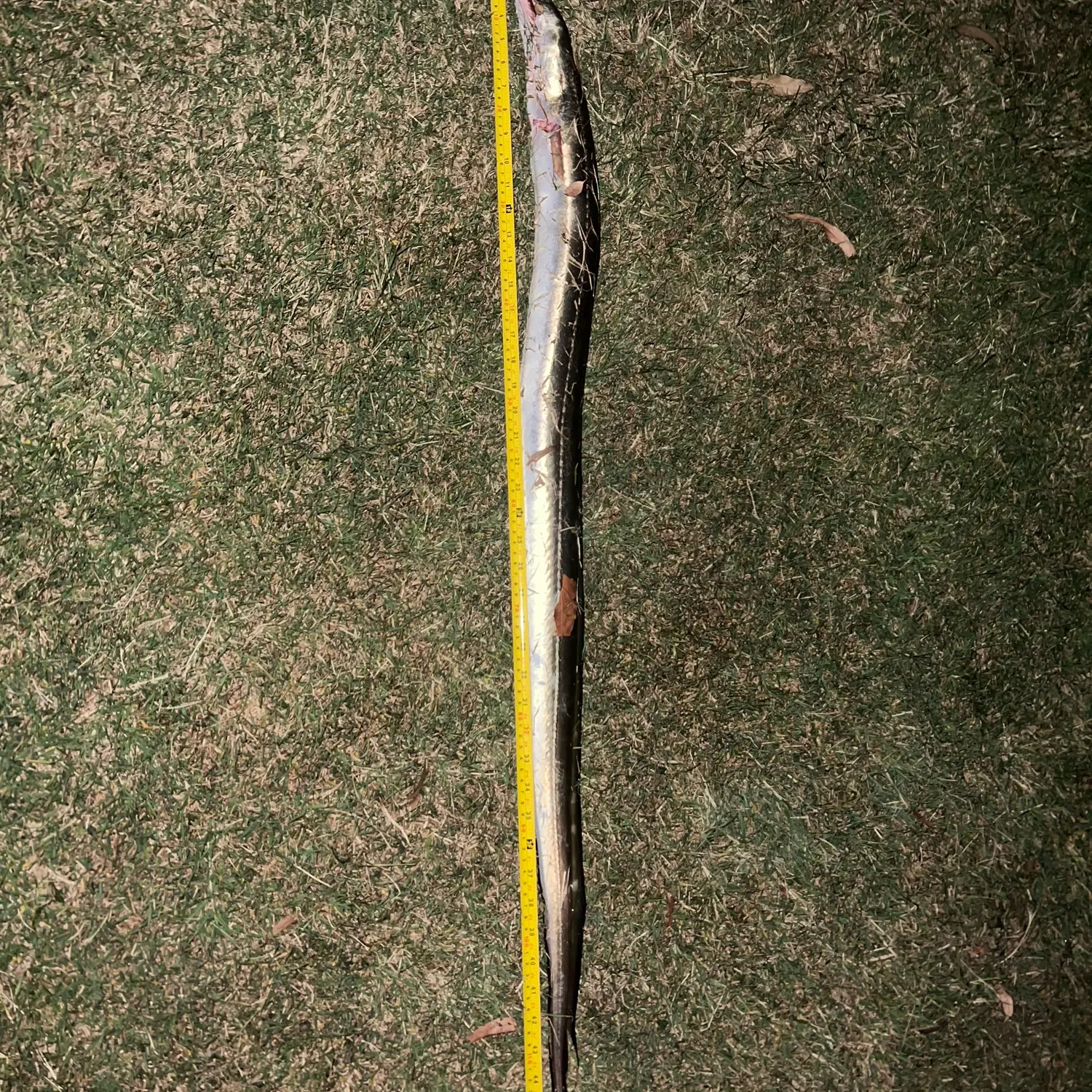 The most recent Common pike conger catches on Fishbrain