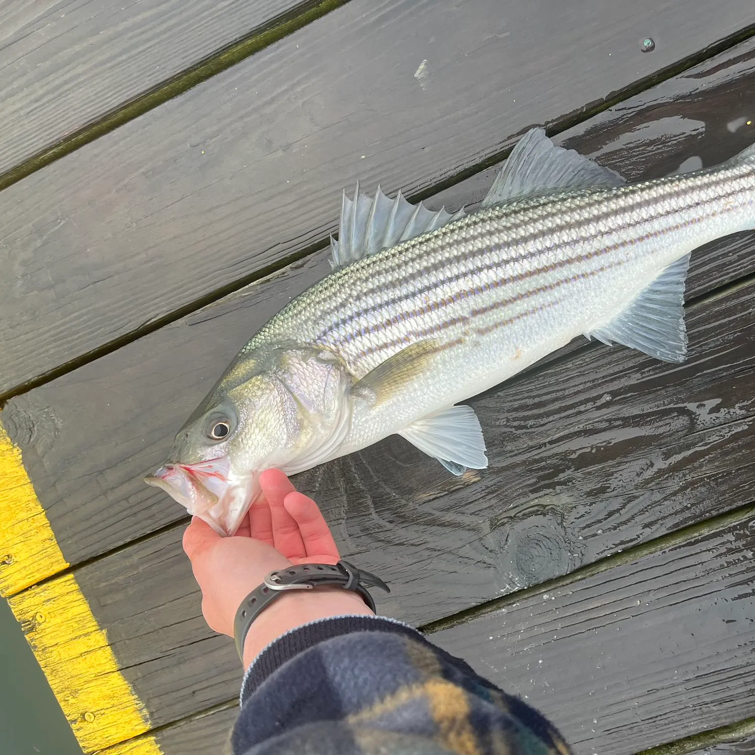 recently logged catches