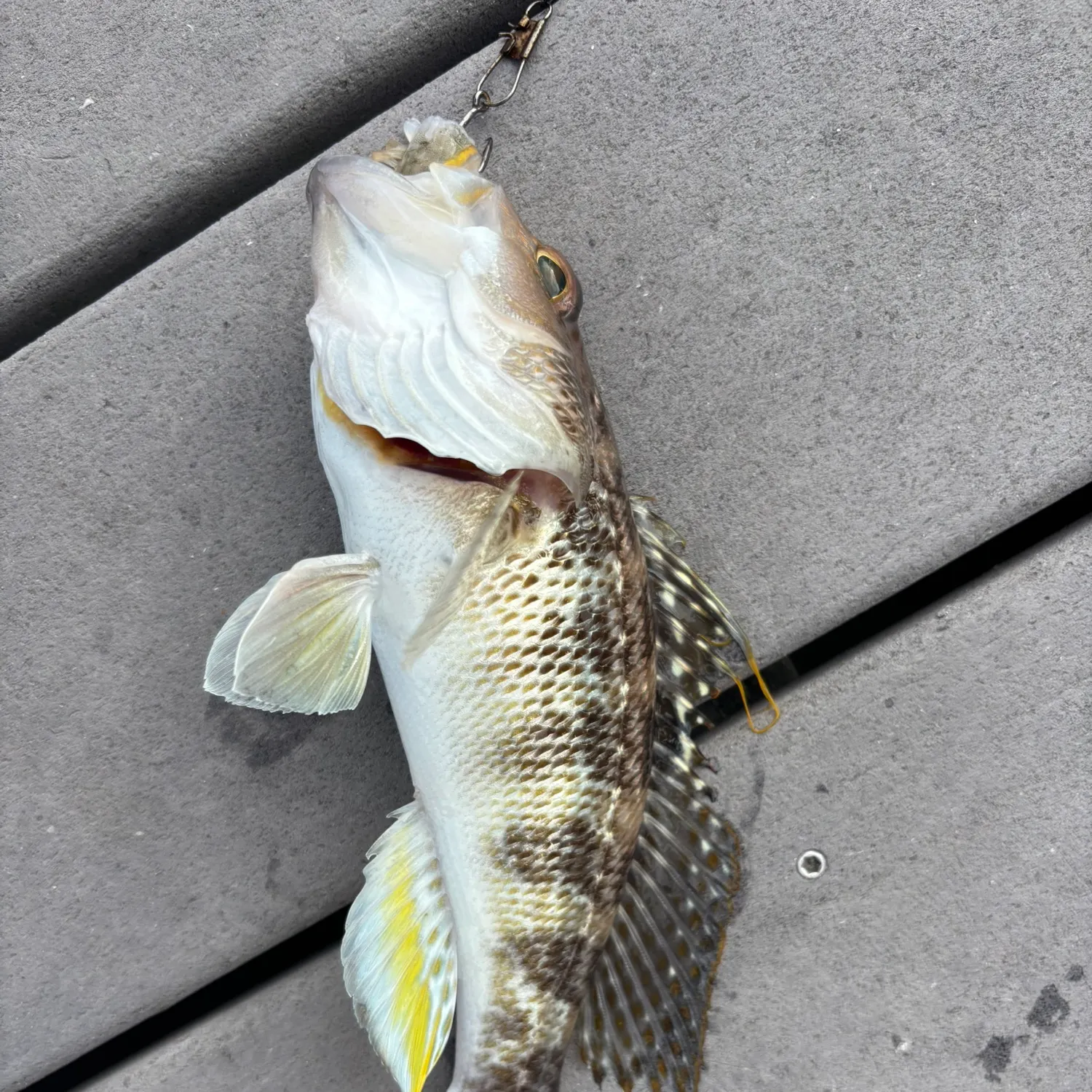 The most recent Bank sea bass catches on Fishbrain