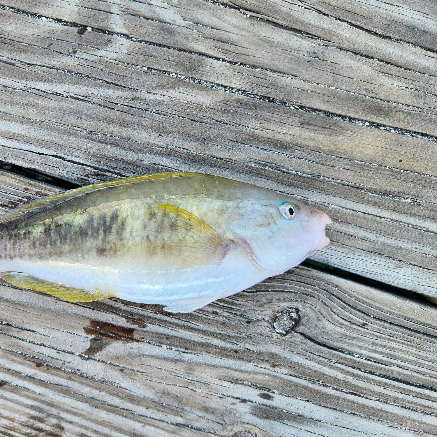 The most recent Princess parrotfish catches on Fishbrain