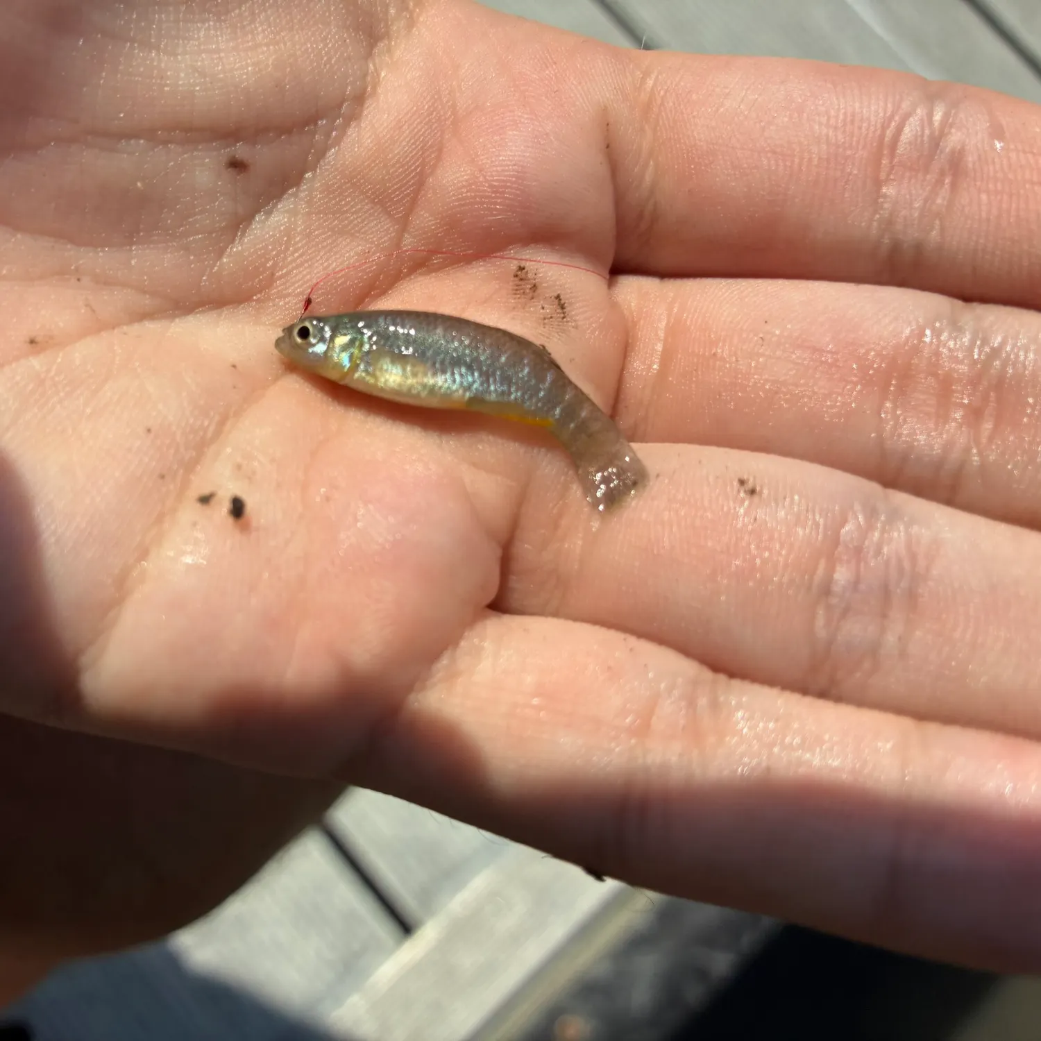 The most recent Gulf killifish catches on Fishbrain