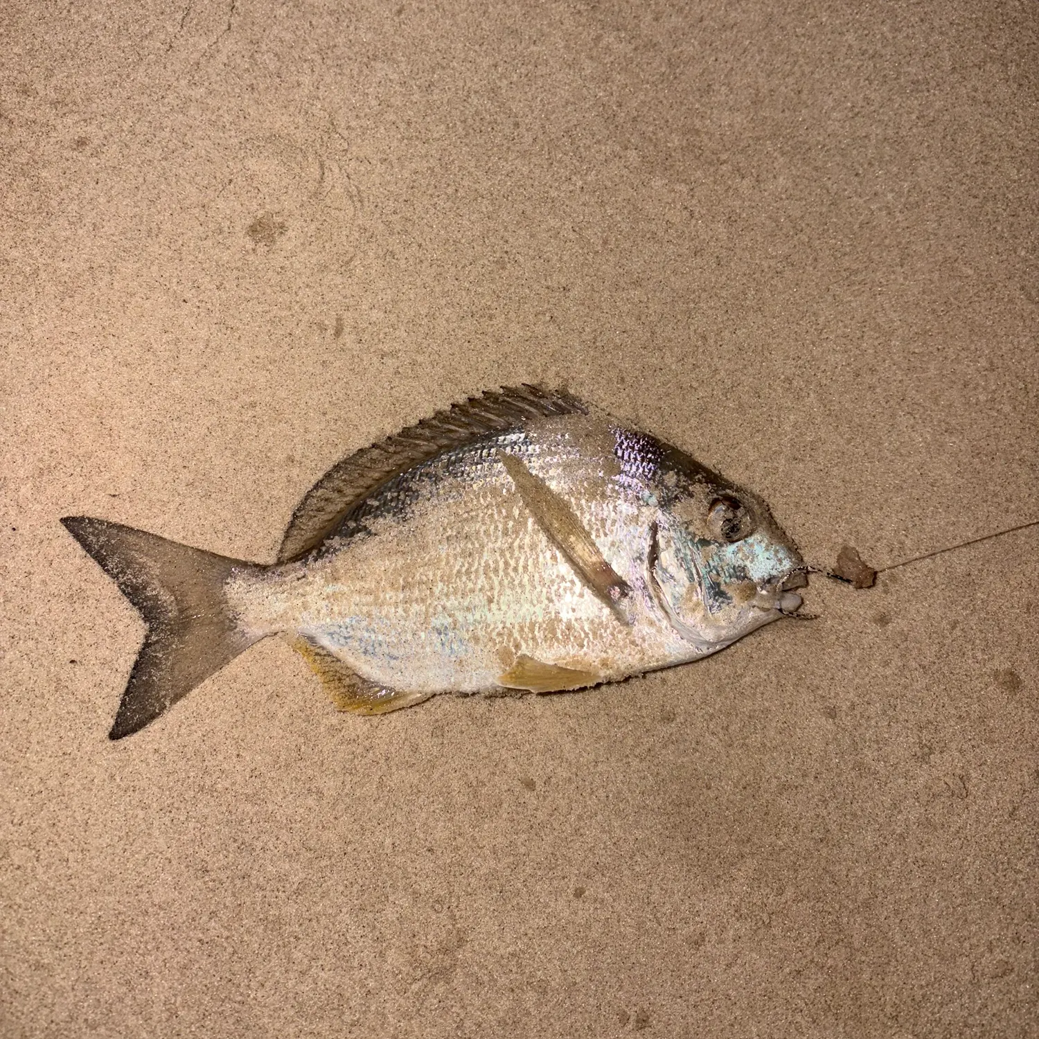Goldlined seabream caught on Fishbrain