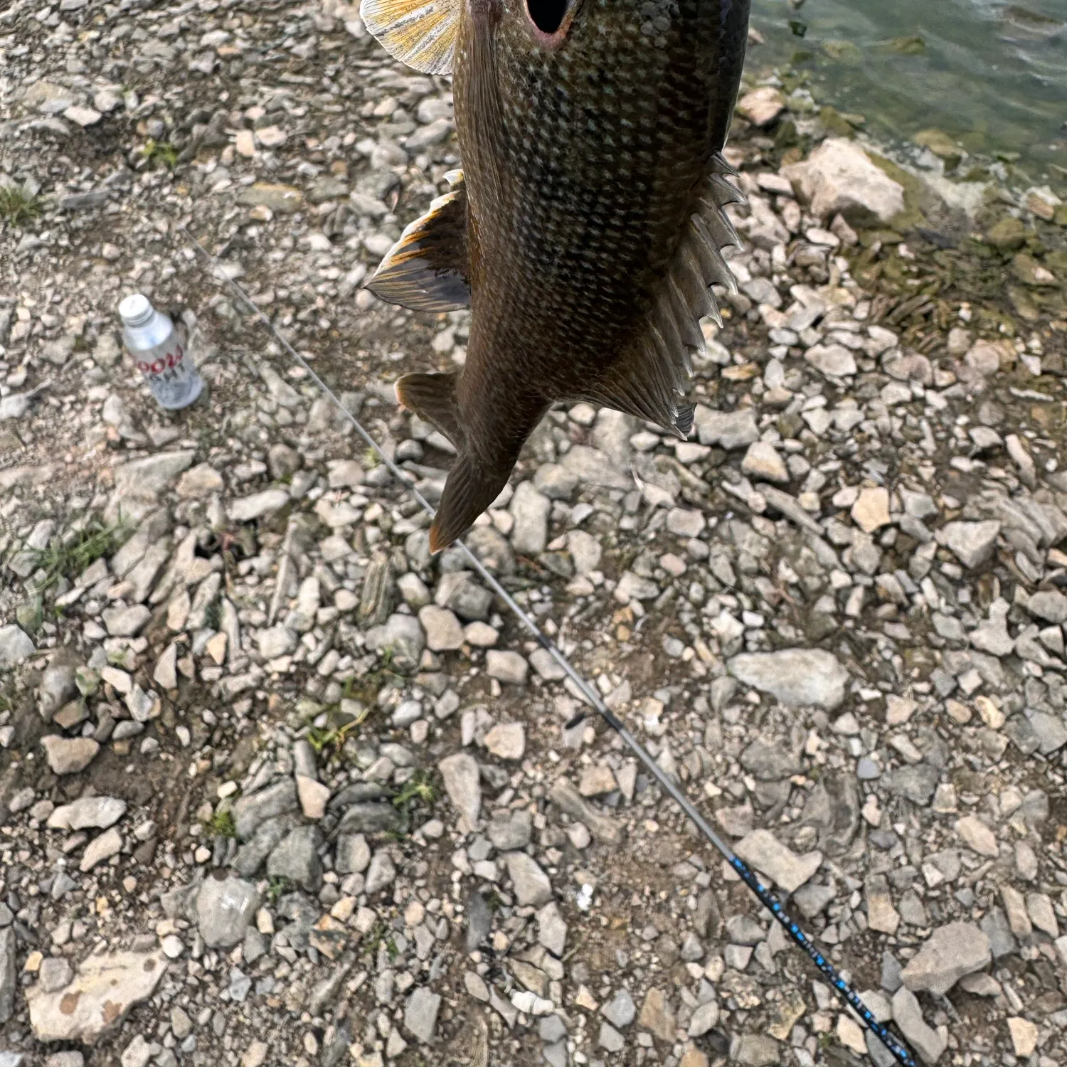 Fish caught on Fishbrain