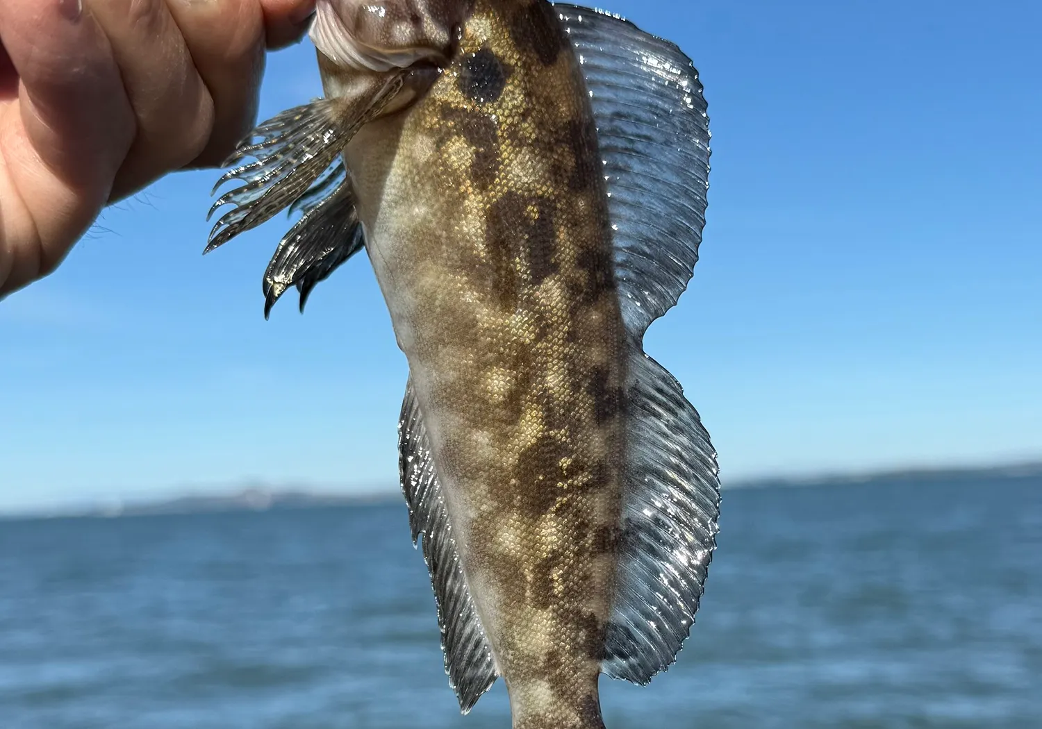 Whitespotted greenling