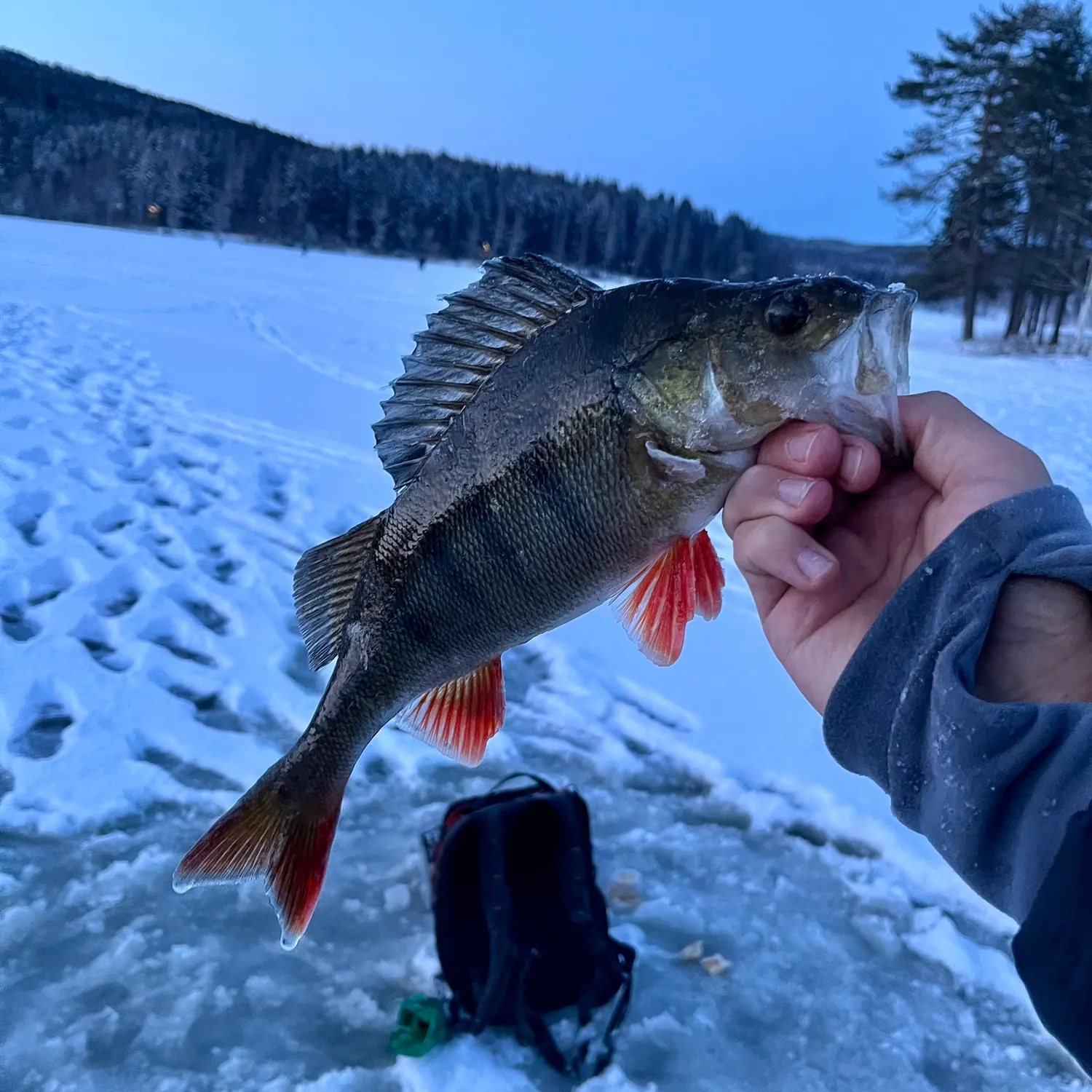 The most recent European perch catches on Fishbrain