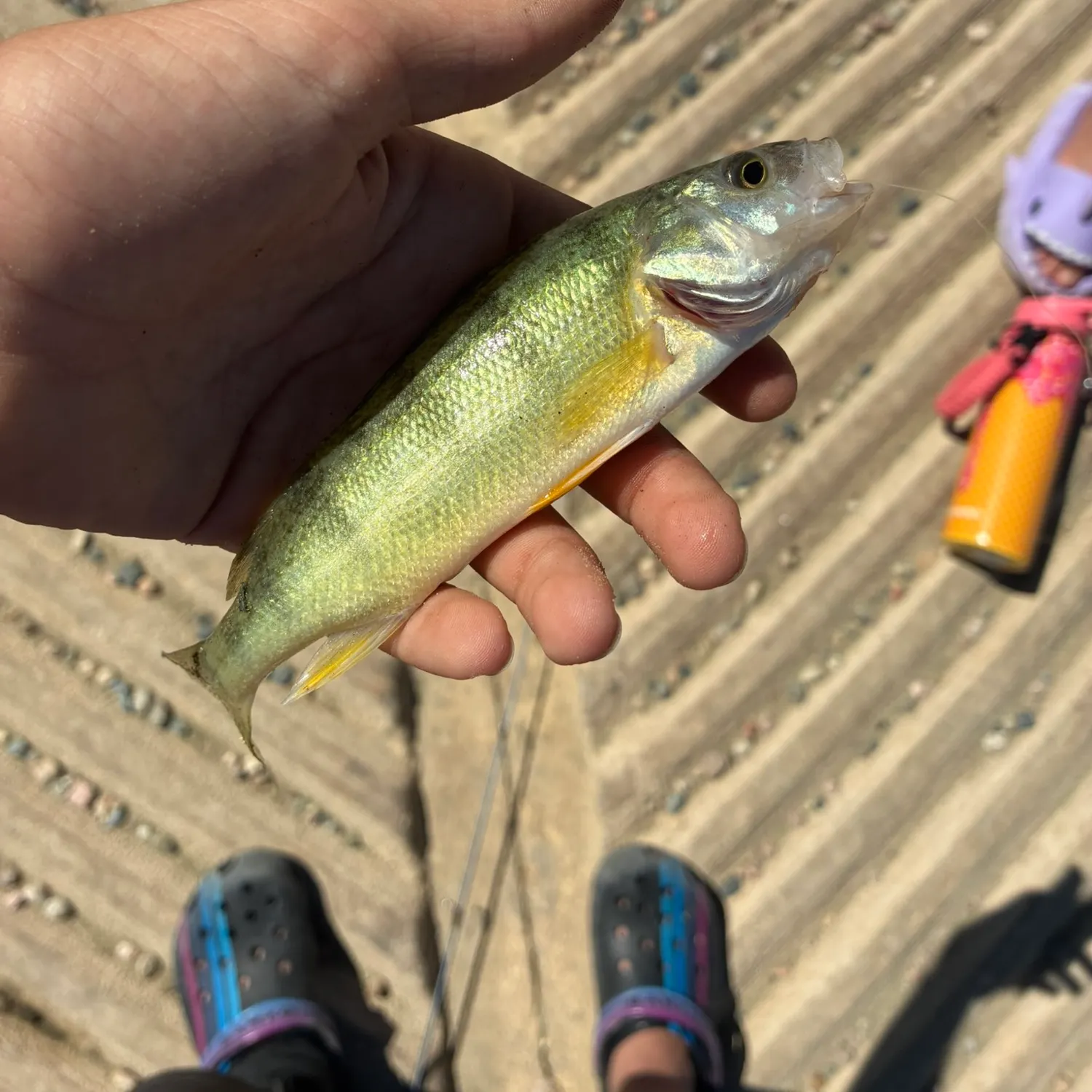 Yellow perch caught on Fishbrain