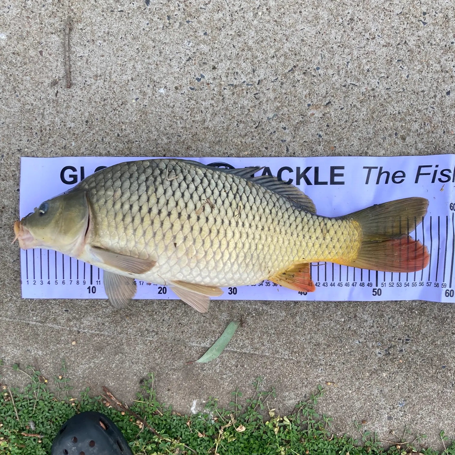 Common carp caught on Fishbrain
