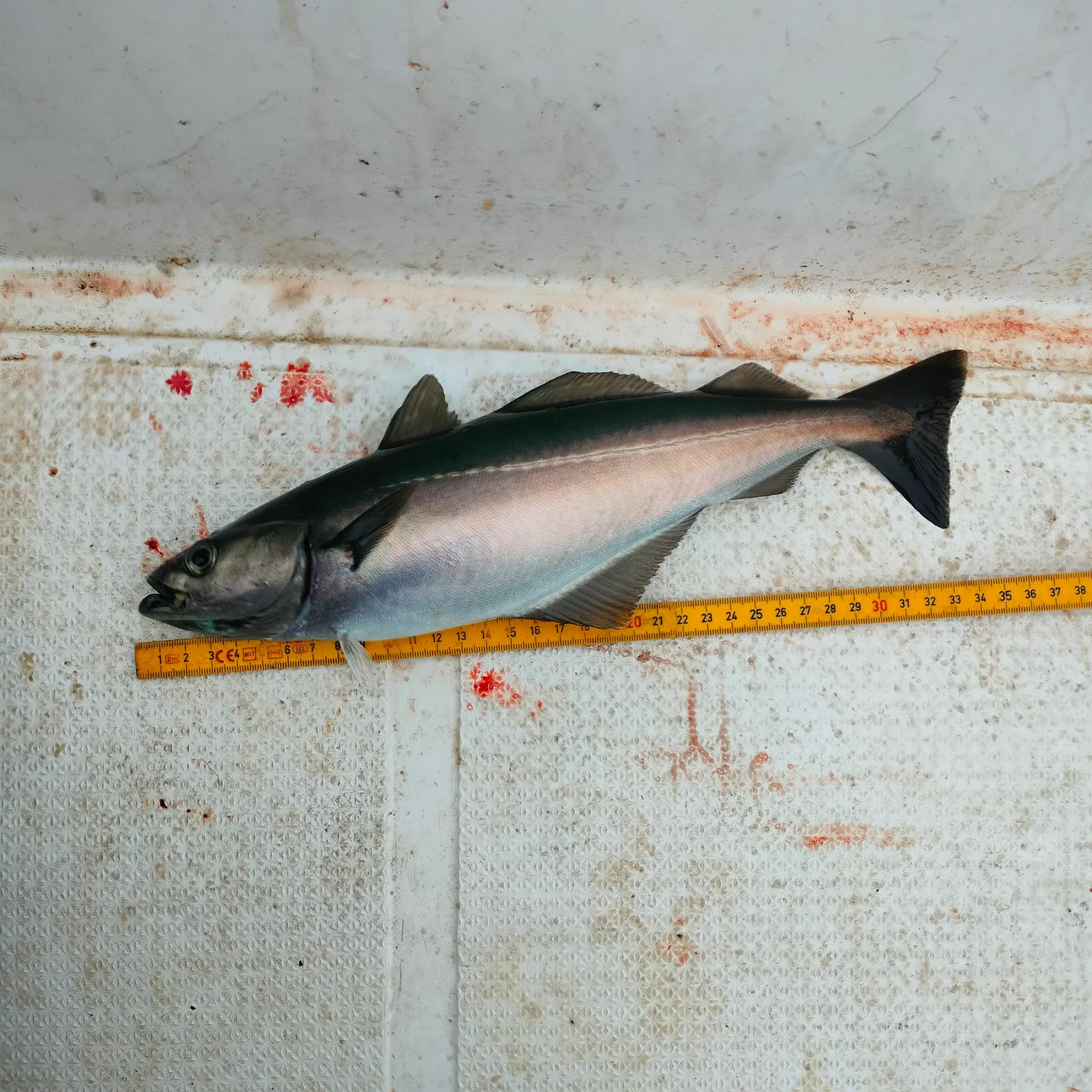 Atlantic pollock caught on Fishbrain