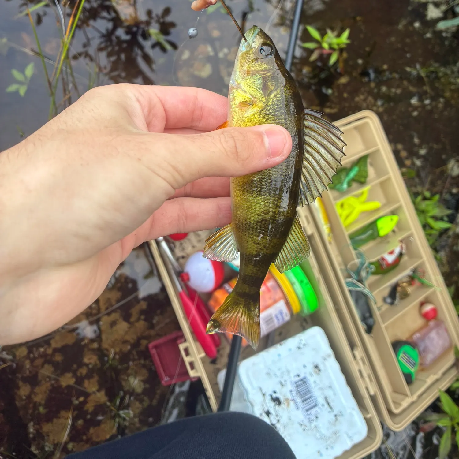 Yellow perch caught on Fishbrain