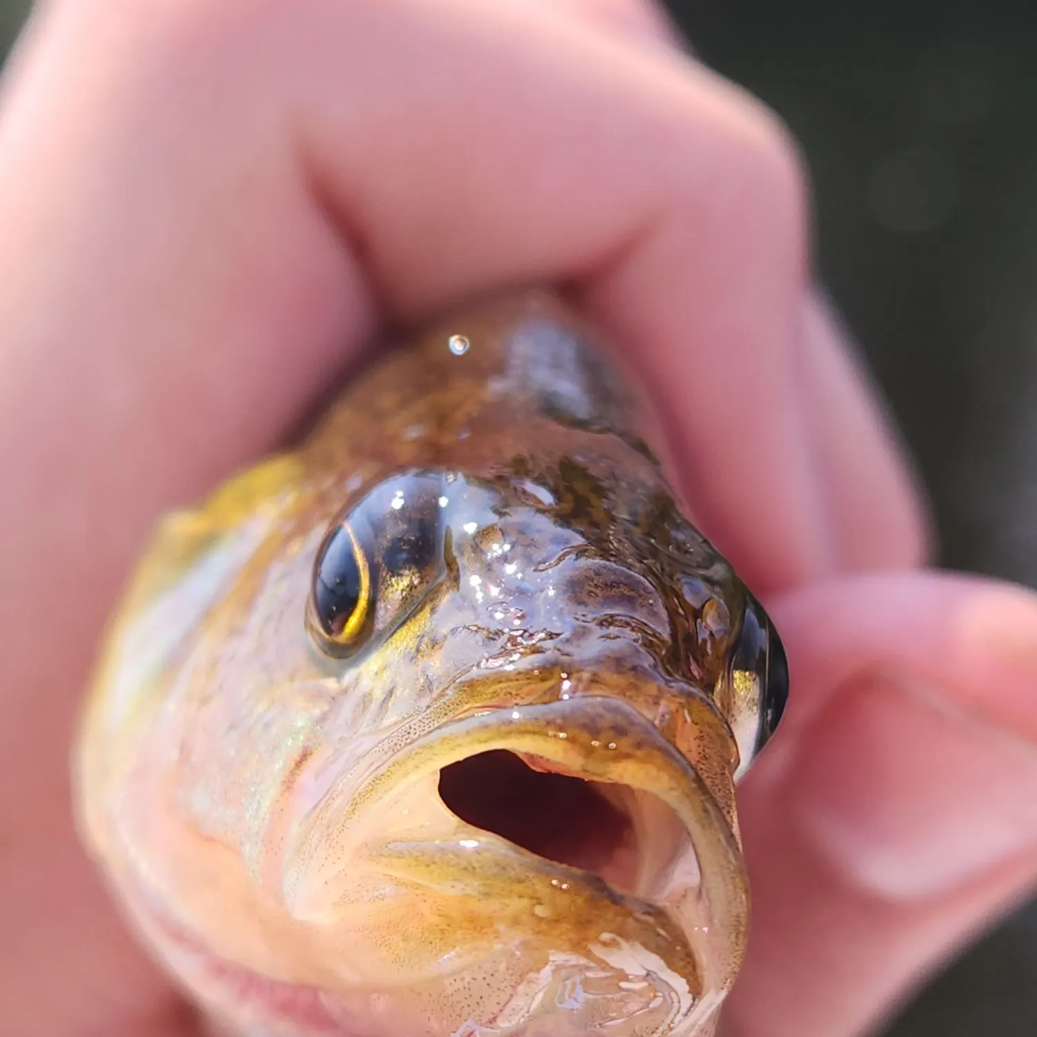 Yellow perch caught on Fishbrain