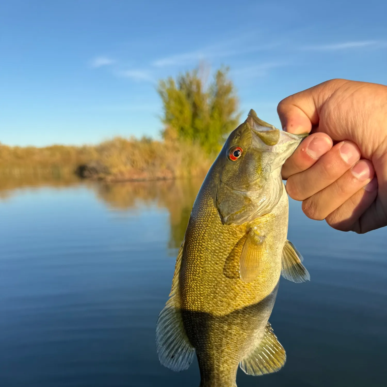 Smallmouth bass caught on Fishbrain