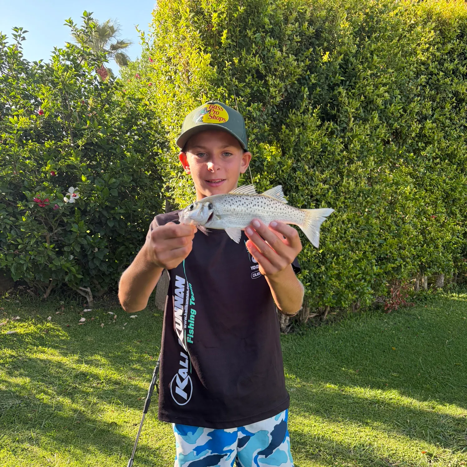Spotted seabass caught on Fishbrain