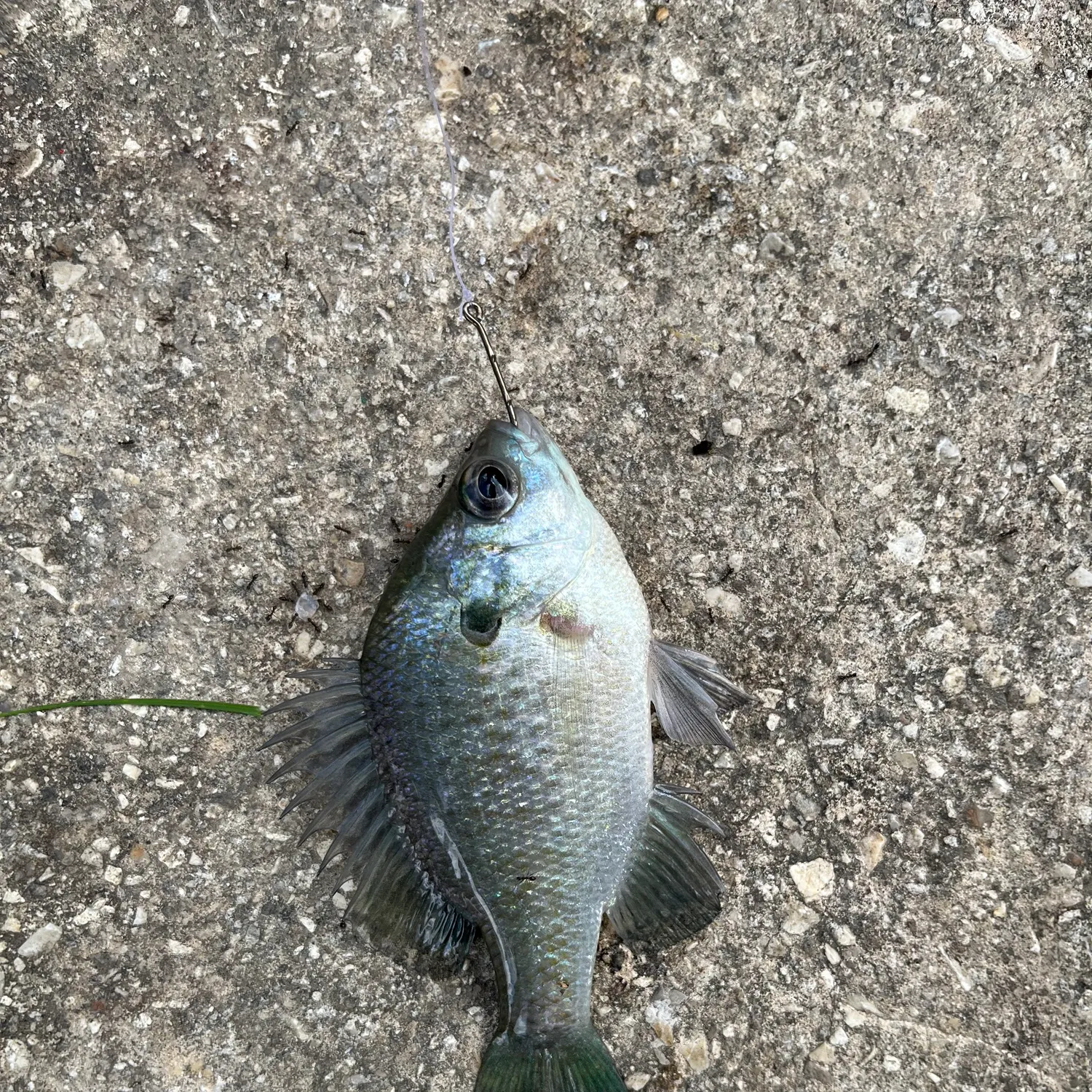 Bluegill caught on Fishbrain