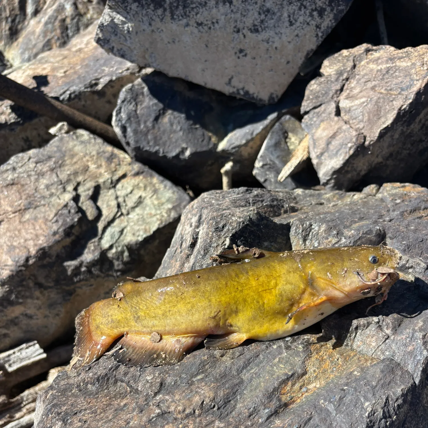 Yellow bullhead caught on Fishbrain
