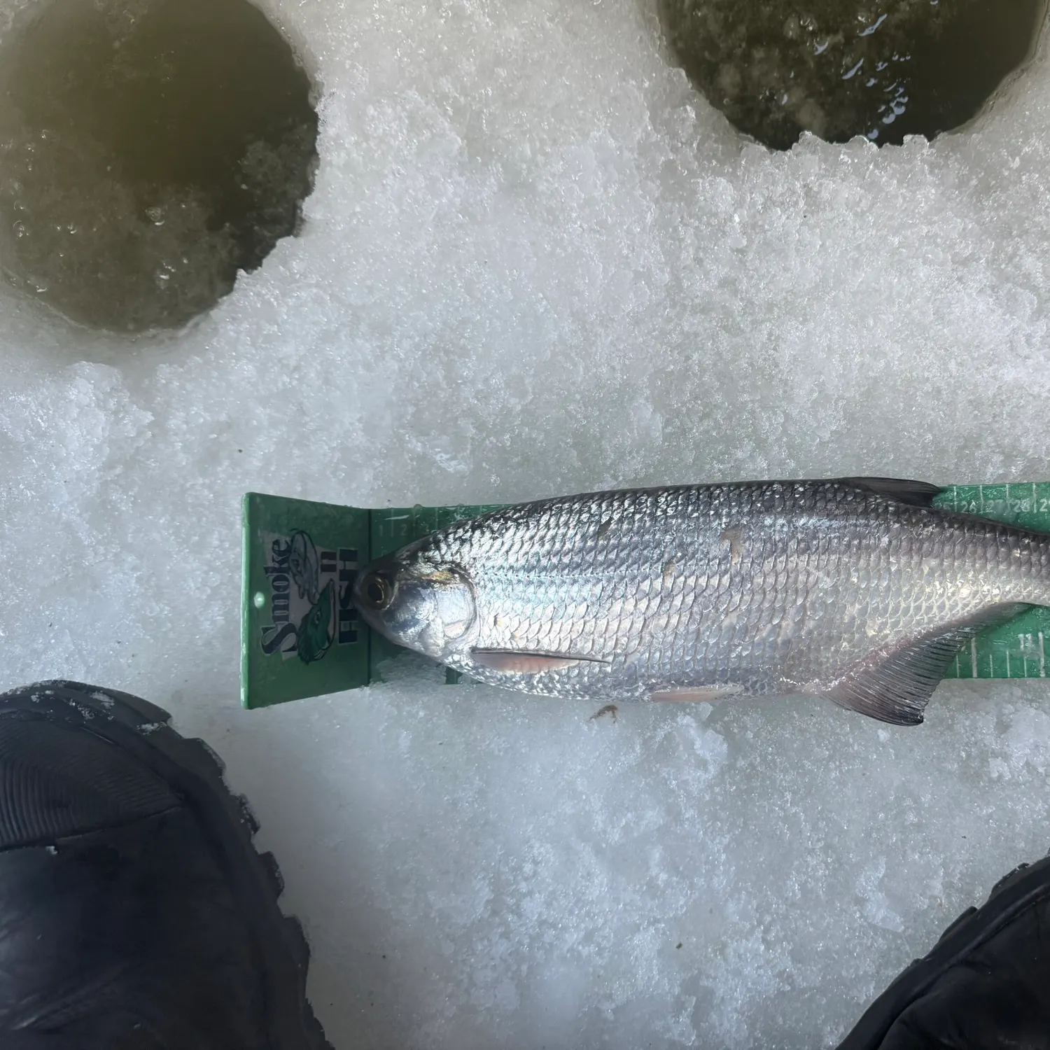 The most recent Goldeye catches on Fishbrain