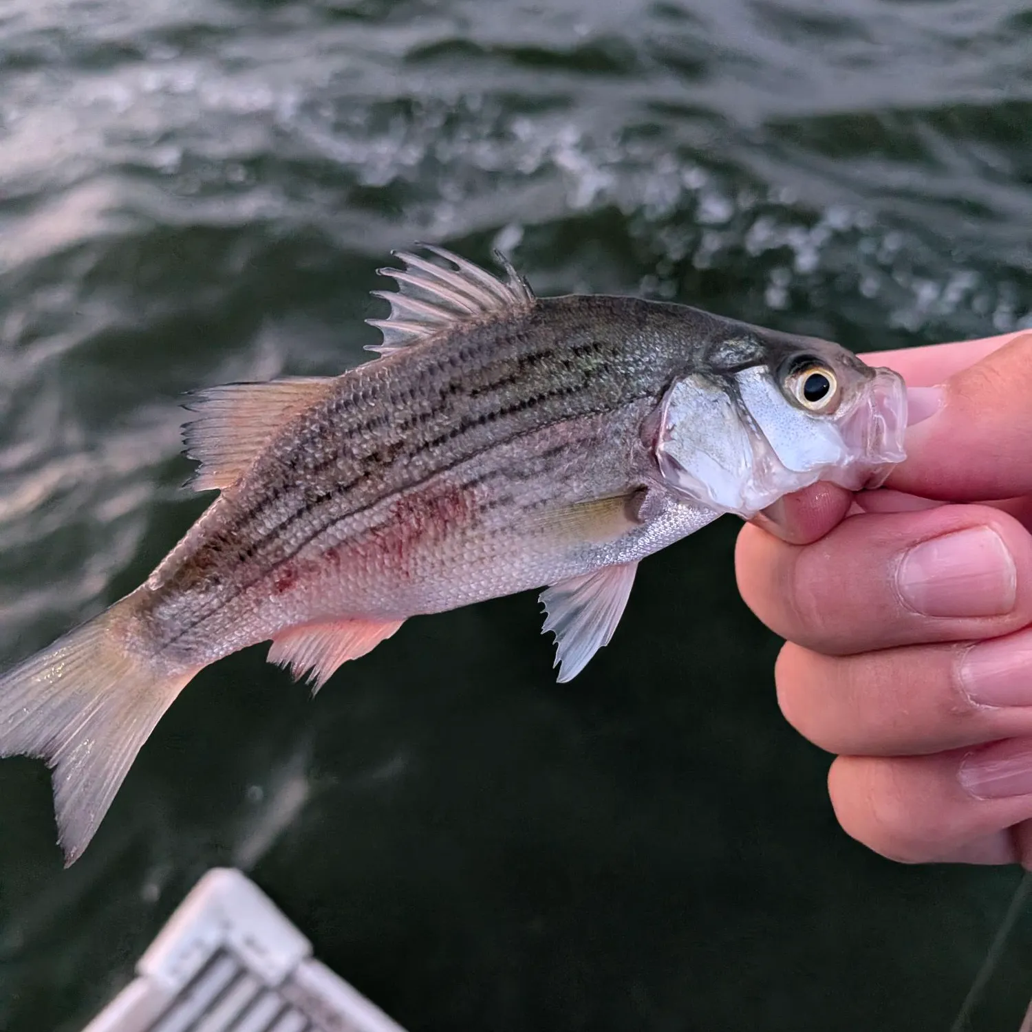White bass caught on Fishbrain