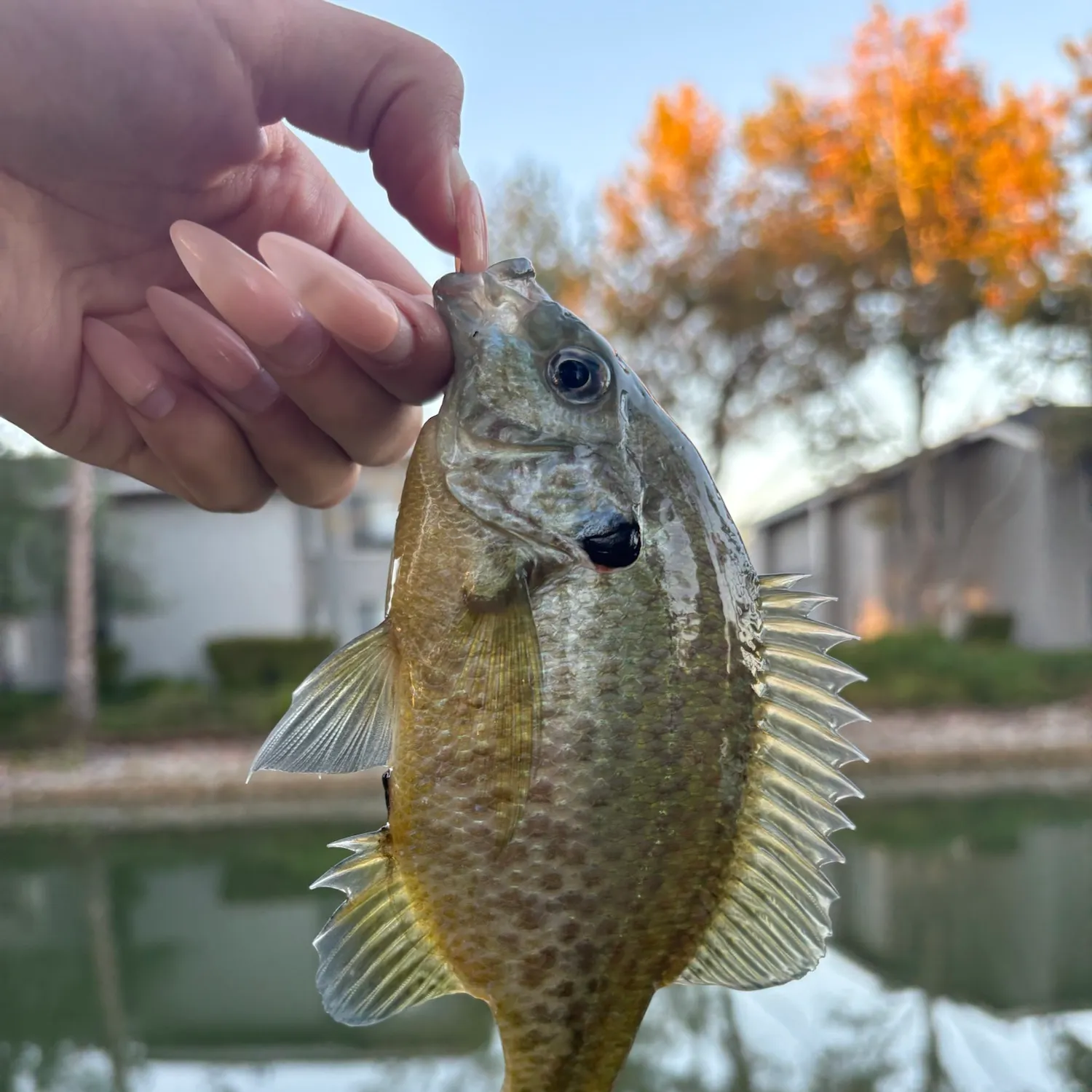 Redear sunfish caught on Fishbrain