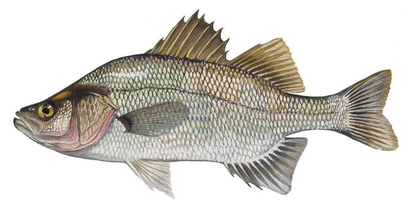 White perch