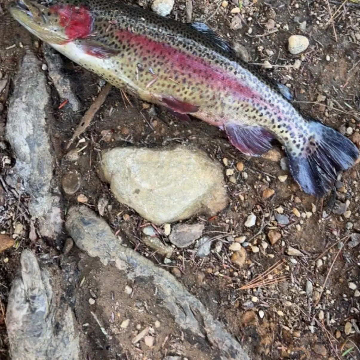 Rainbow trout caught on Fishbrain