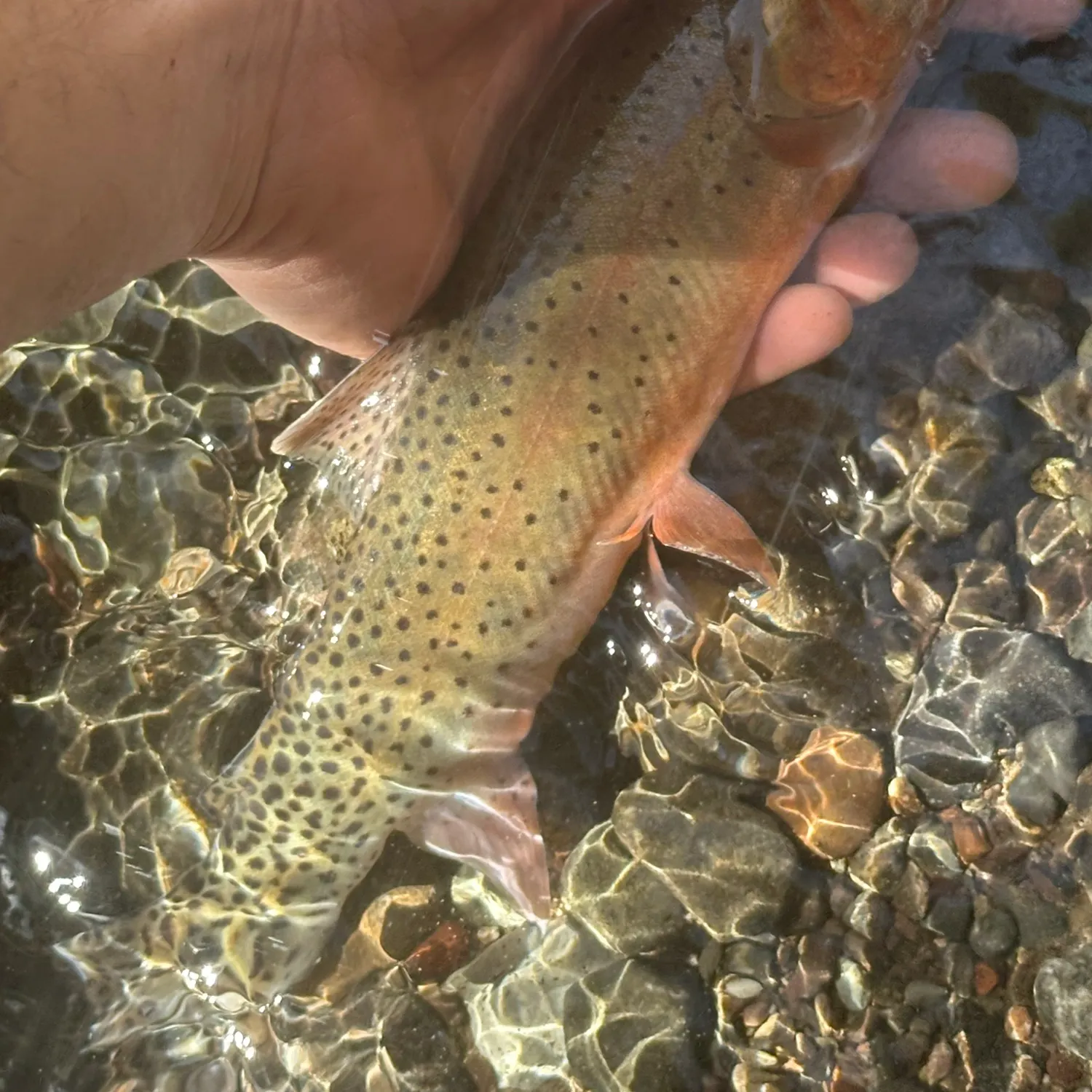The most recent Colorado river cutthroat trout catches on Fishbrain