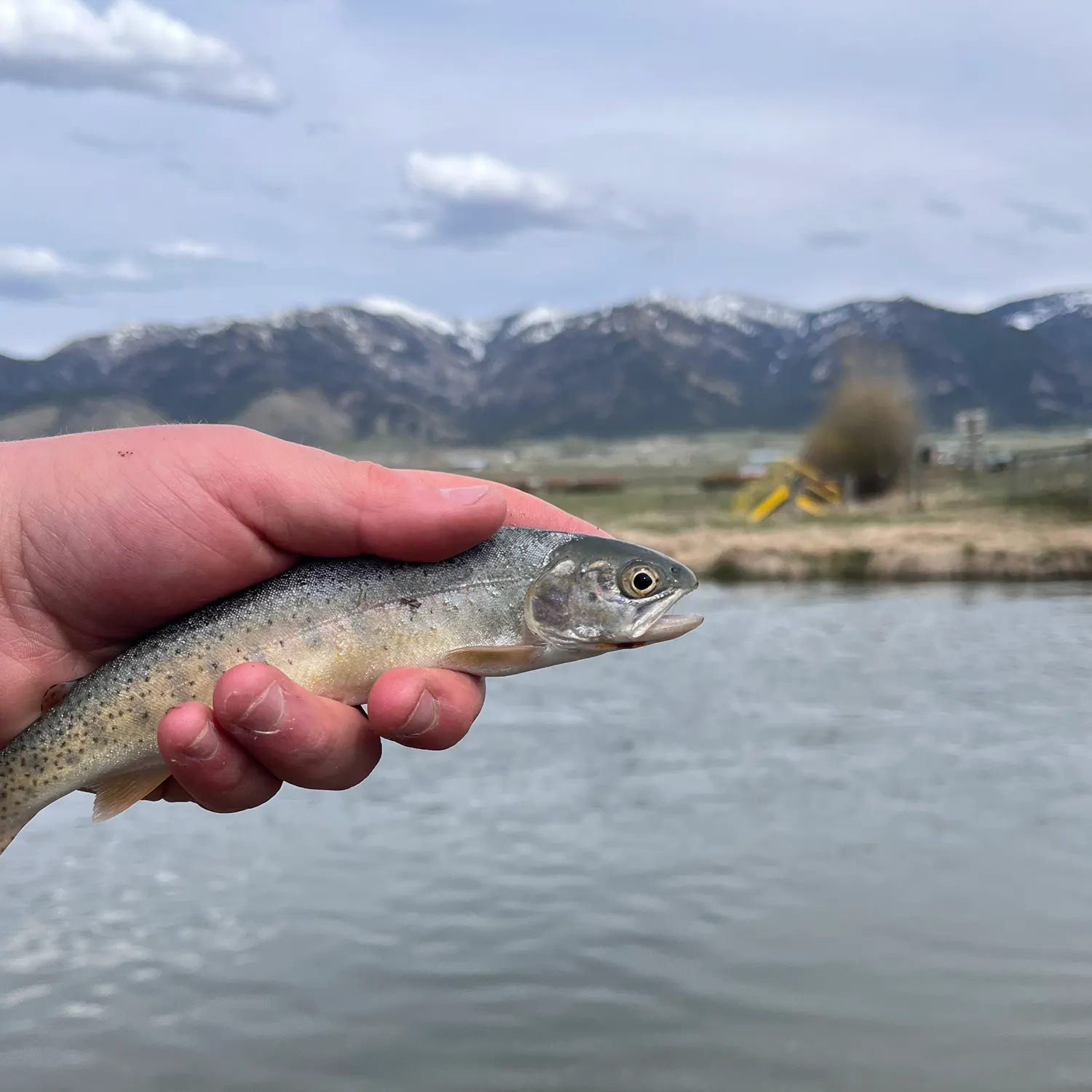 The most recent Snake River fine-spotted cutthroat trout catches on Fishbrain