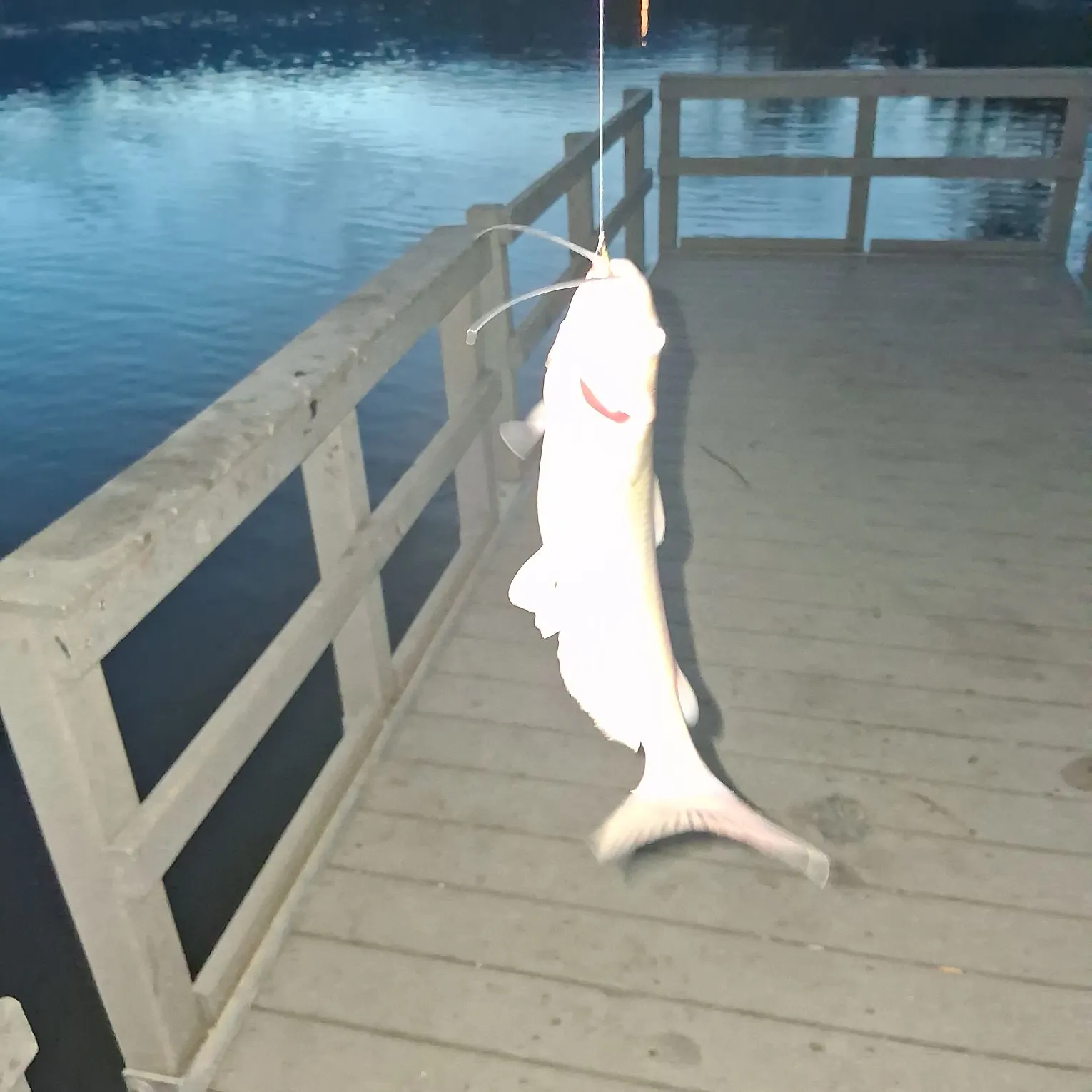 Channel catfish caught on Fishbrain