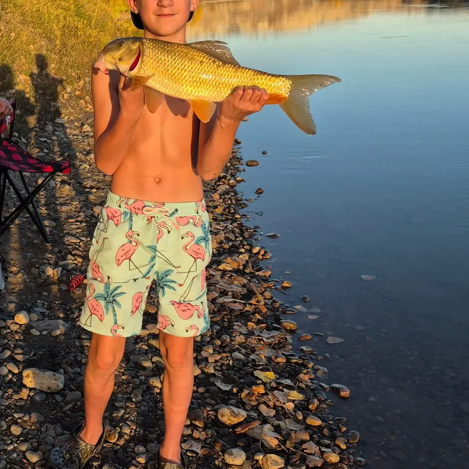 Silver redhorse caught on Fishbrain