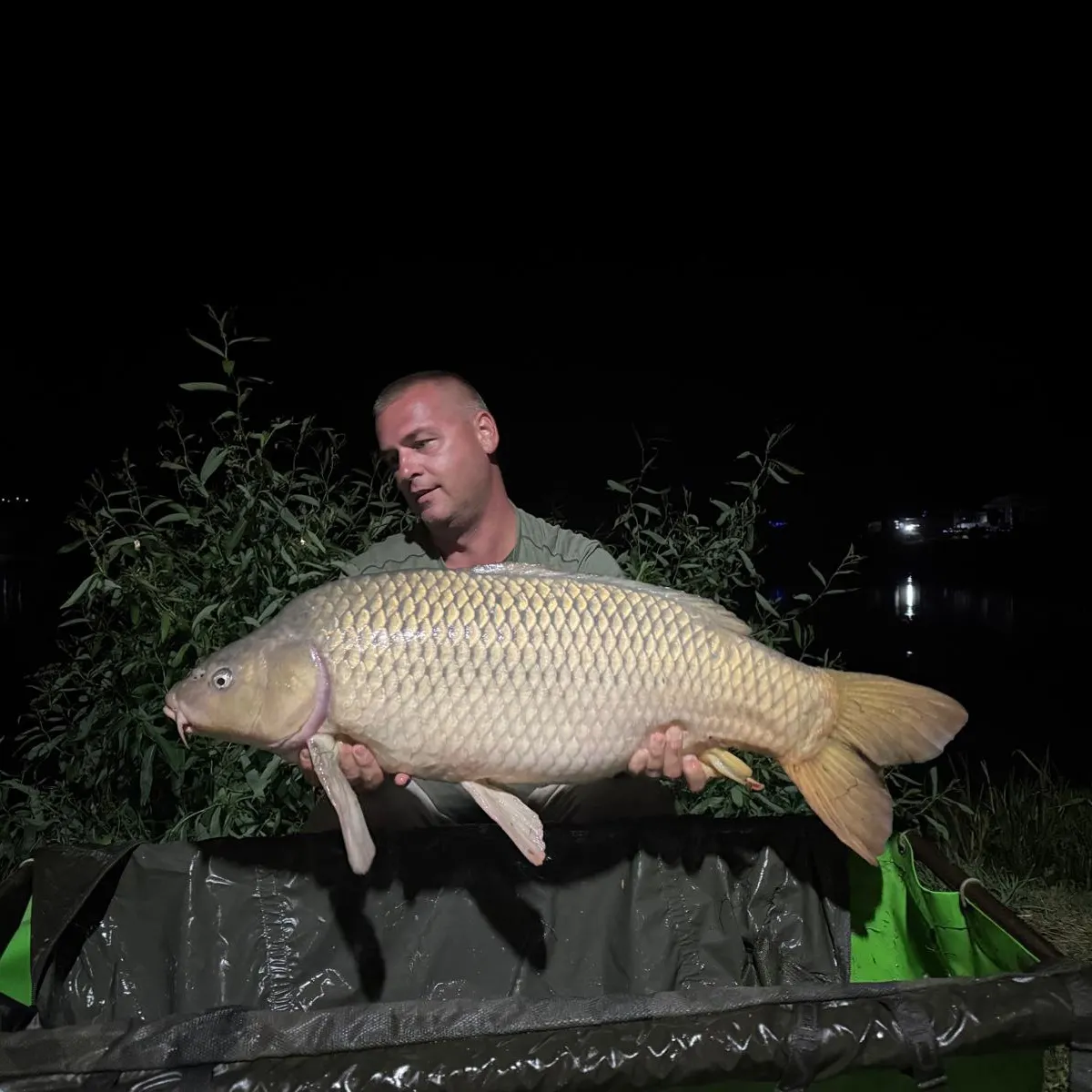 Common carp caught on Fishbrain