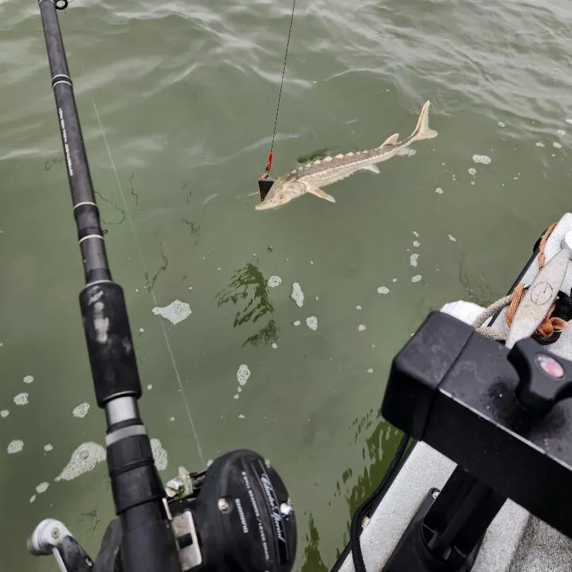 The most recent Green sturgeon catches on Fishbrain