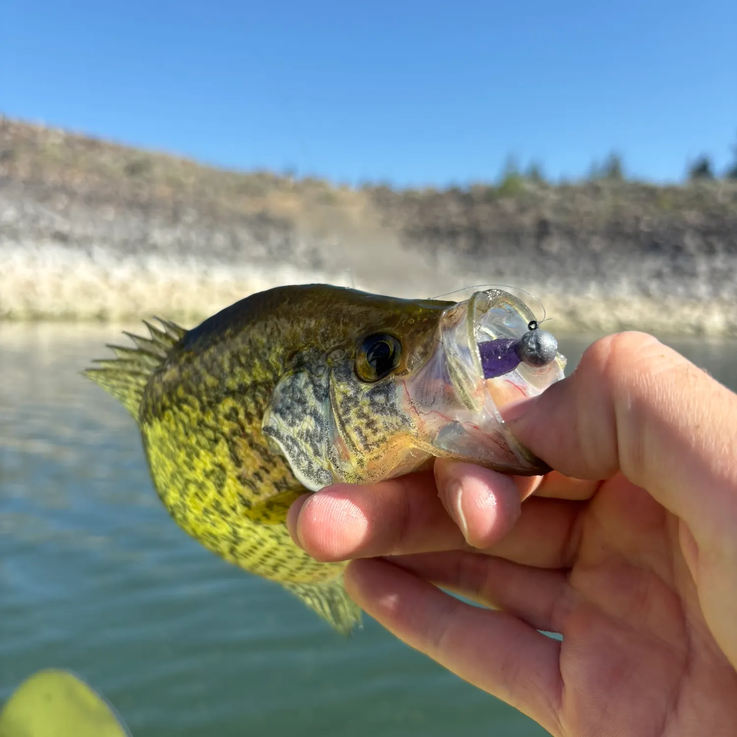 Black crappie caught on Fishbrain
