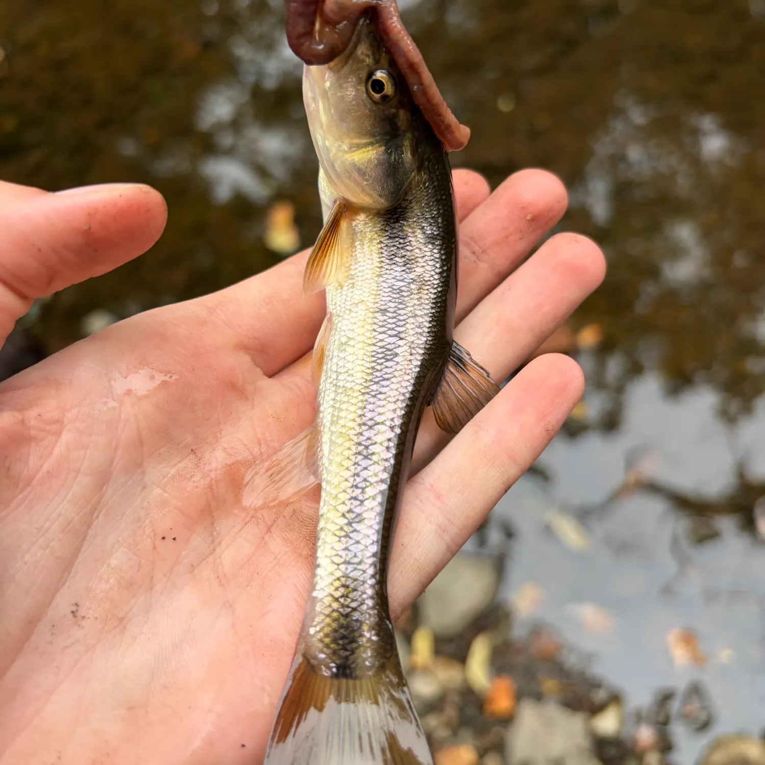 Creek chub caught on Fishbrain