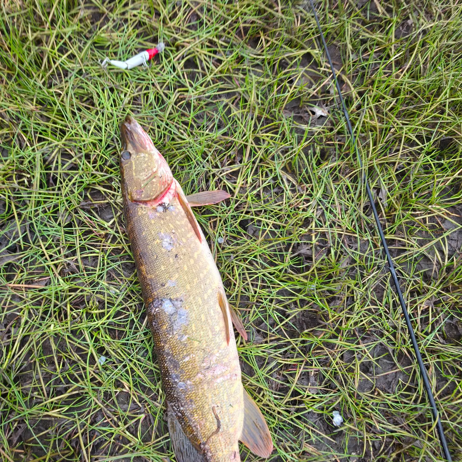 Northern pike caught on Fishbrain