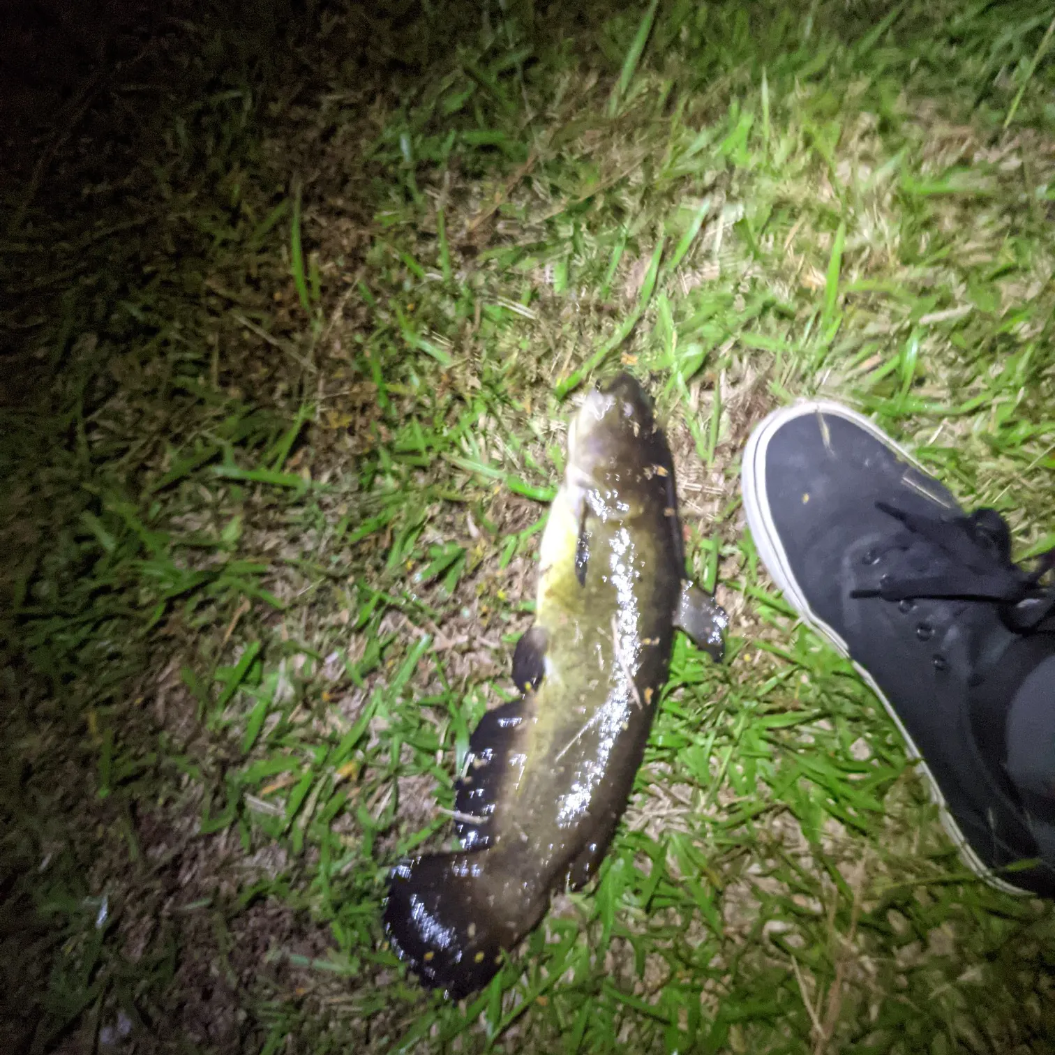 Black bullhead caught on Fishbrain