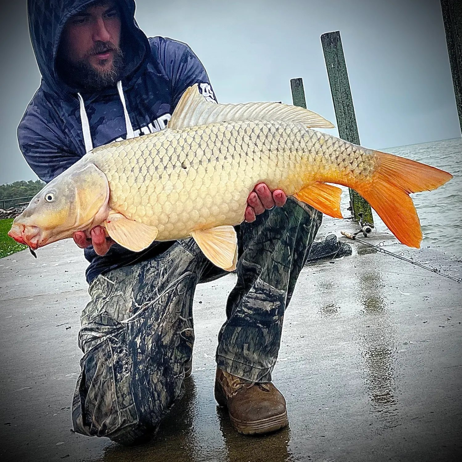 Common carp caught on Fishbrain