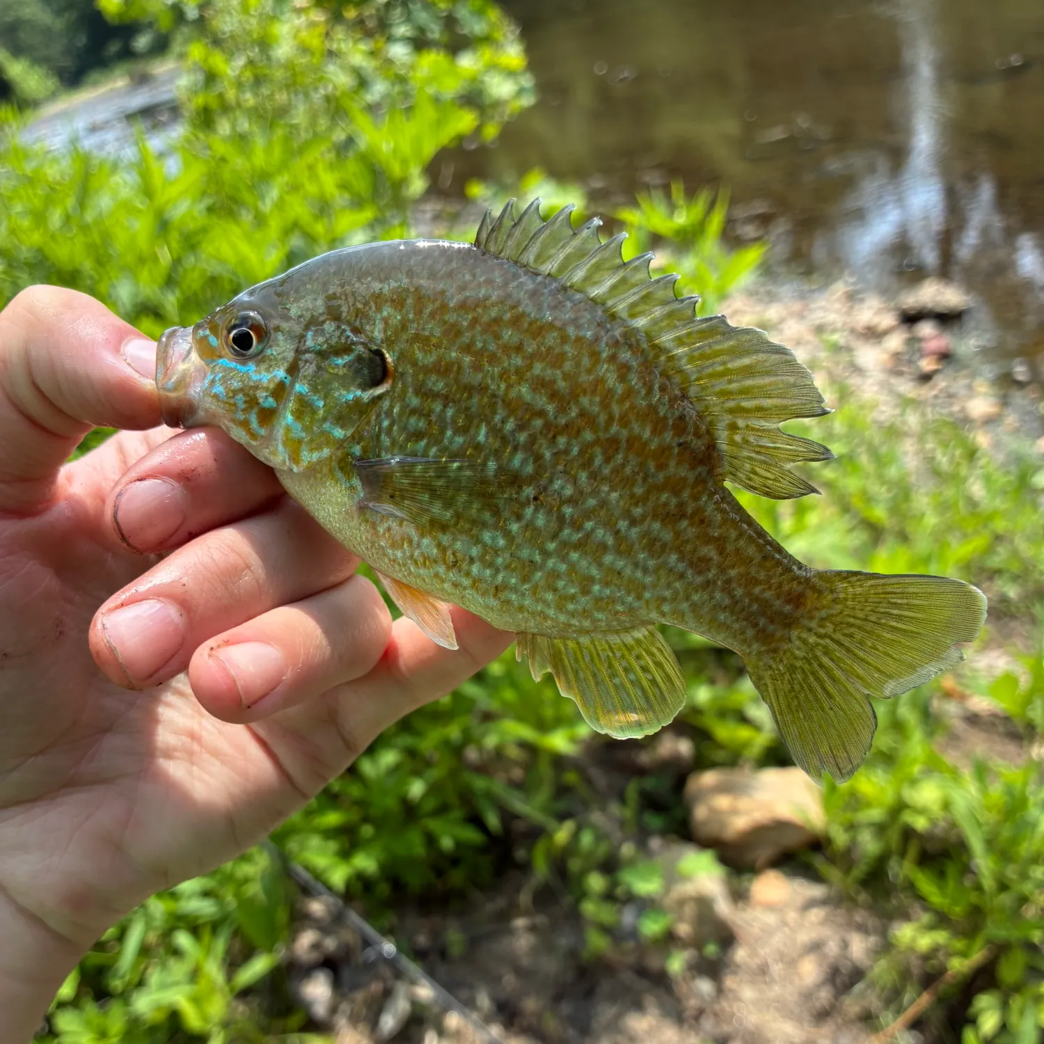The most recent Greengill hybrid catches on Fishbrain