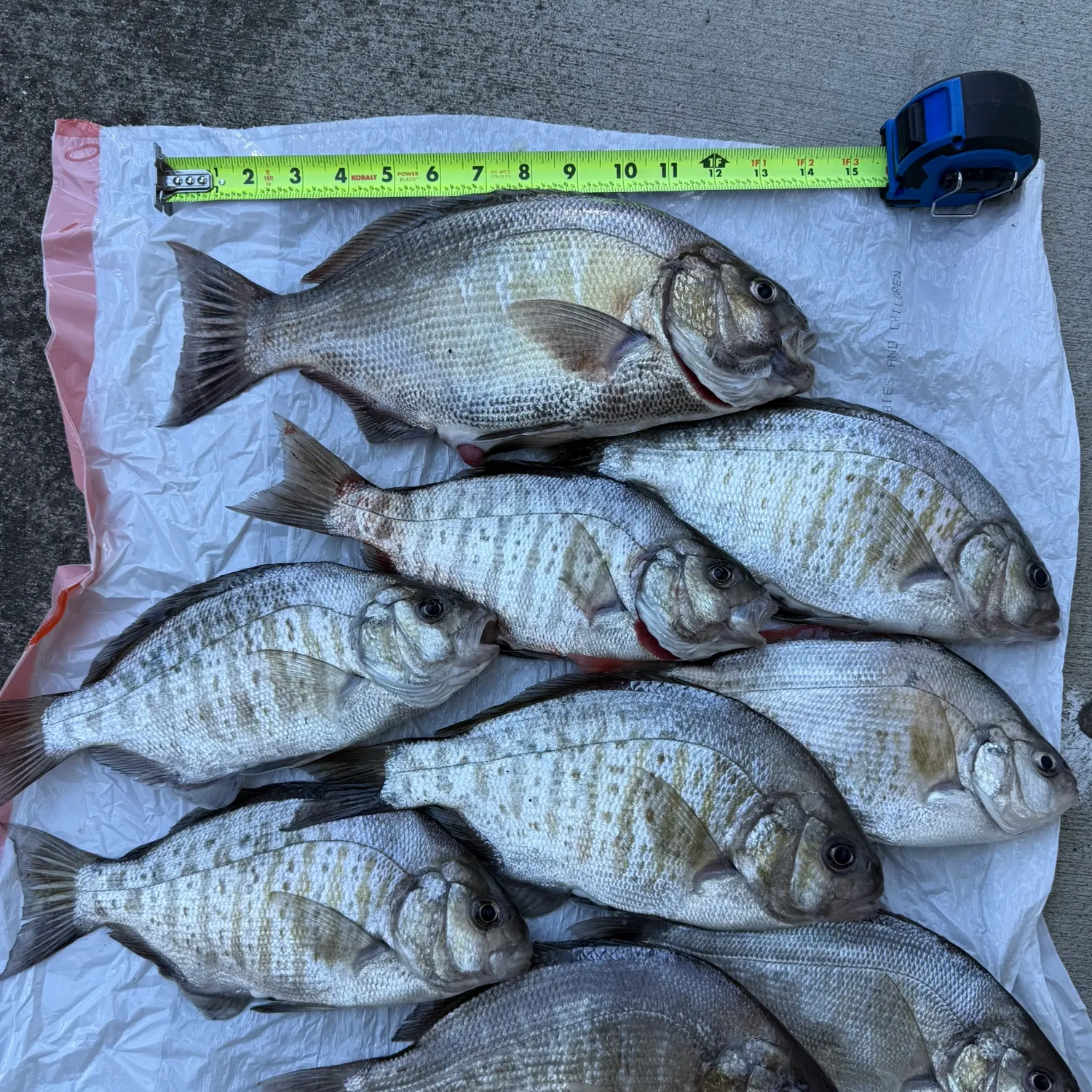 recently logged catches