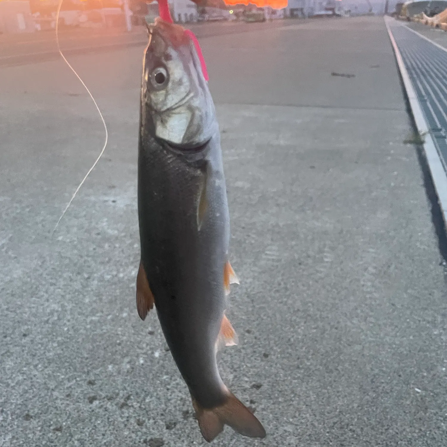 The most recent Big-scaled redfin catches on Fishbrain