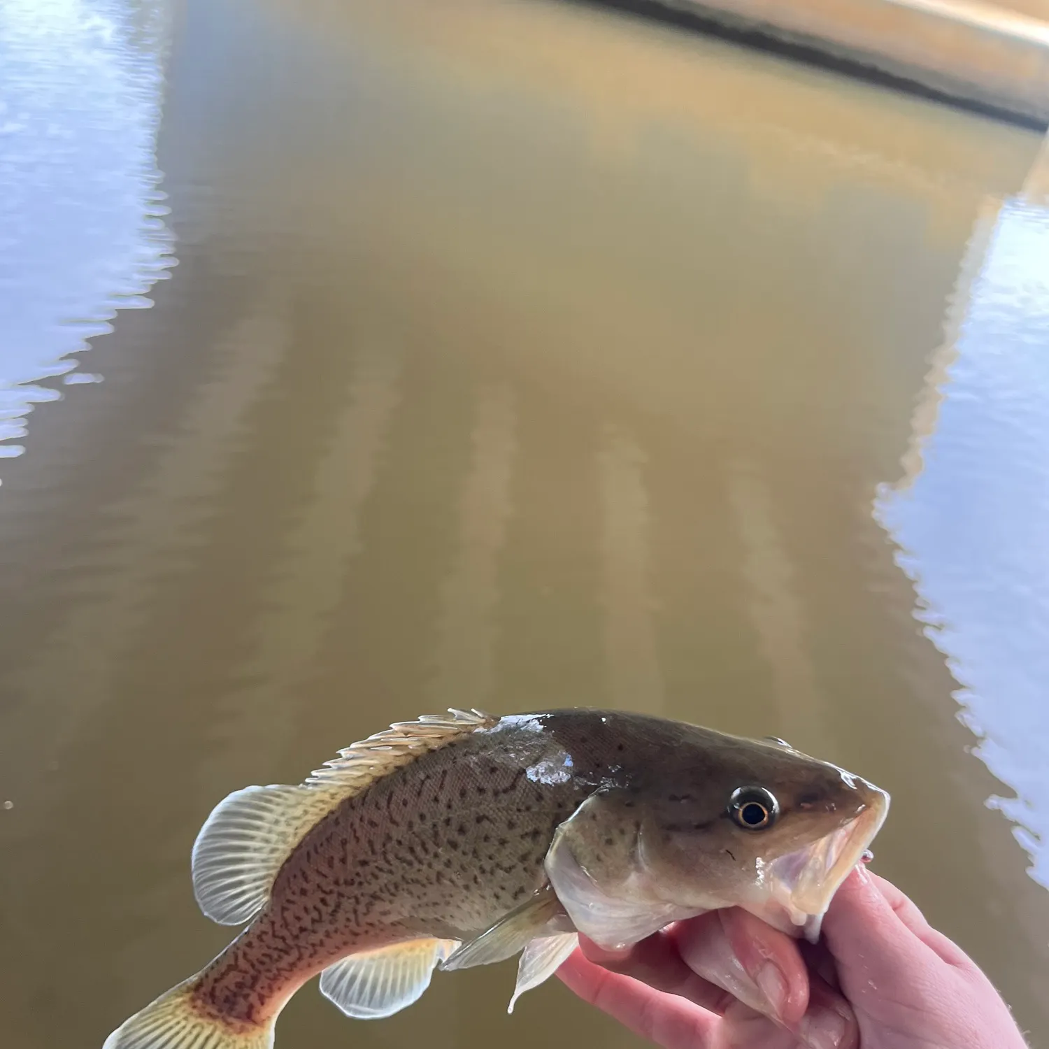 The most recent Trout cod catches on Fishbrain