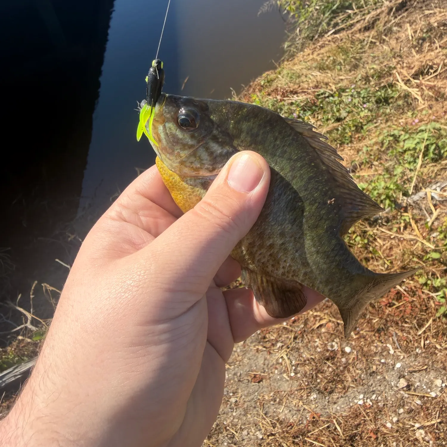 Redear sunfish caught on Fishbrain