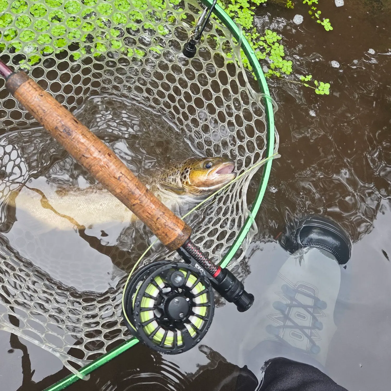 Brown trout caught on Fishbrain