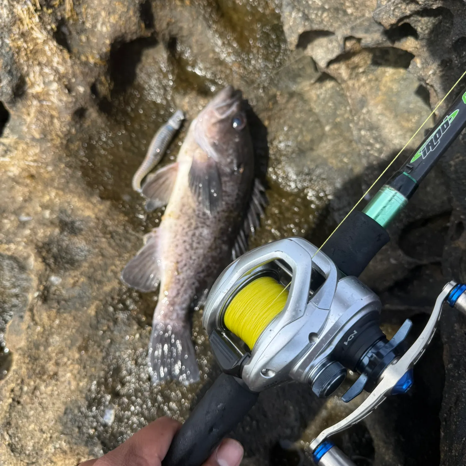 The most recent Black rockfish catches on Fishbrain