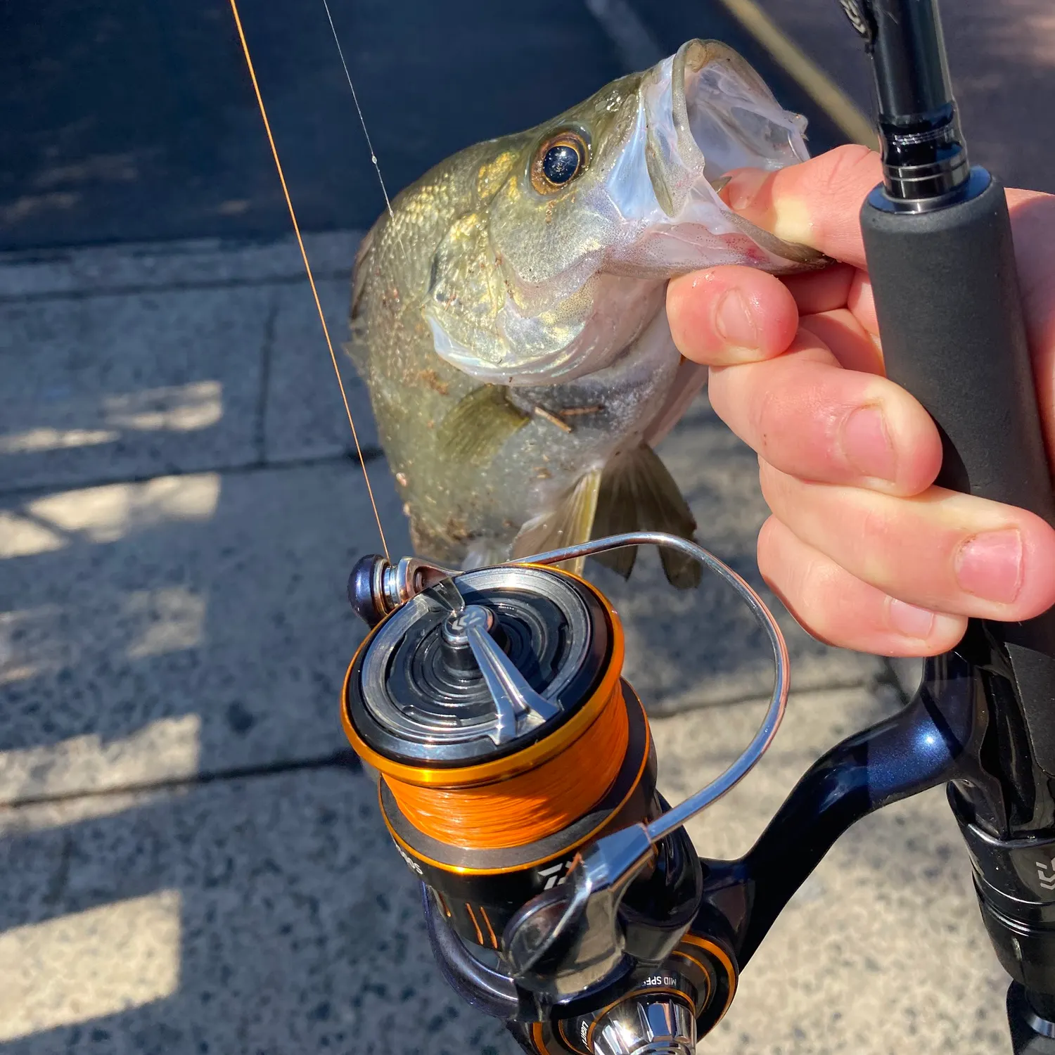 The most recent Estuary perch catches on Fishbrain