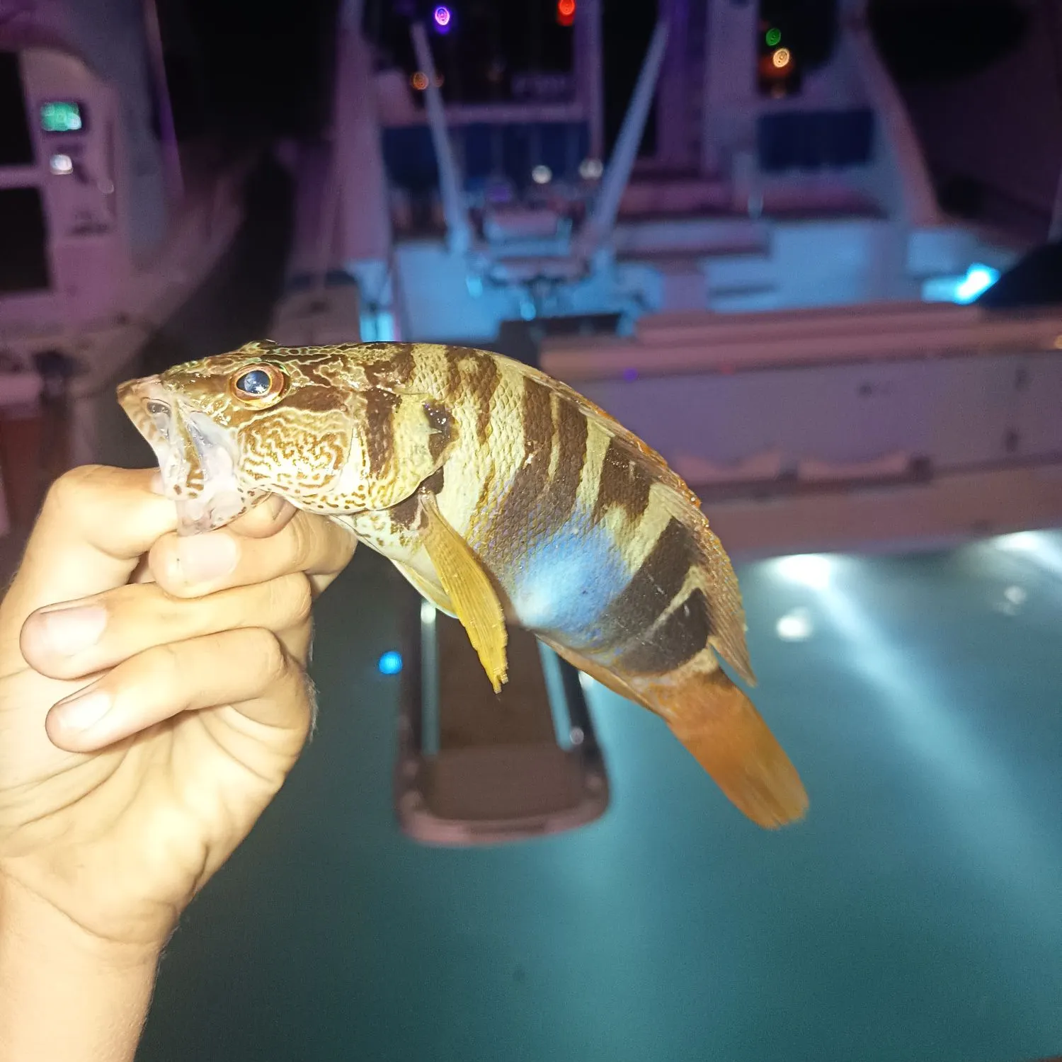 The most recent Painted comber catches on Fishbrain