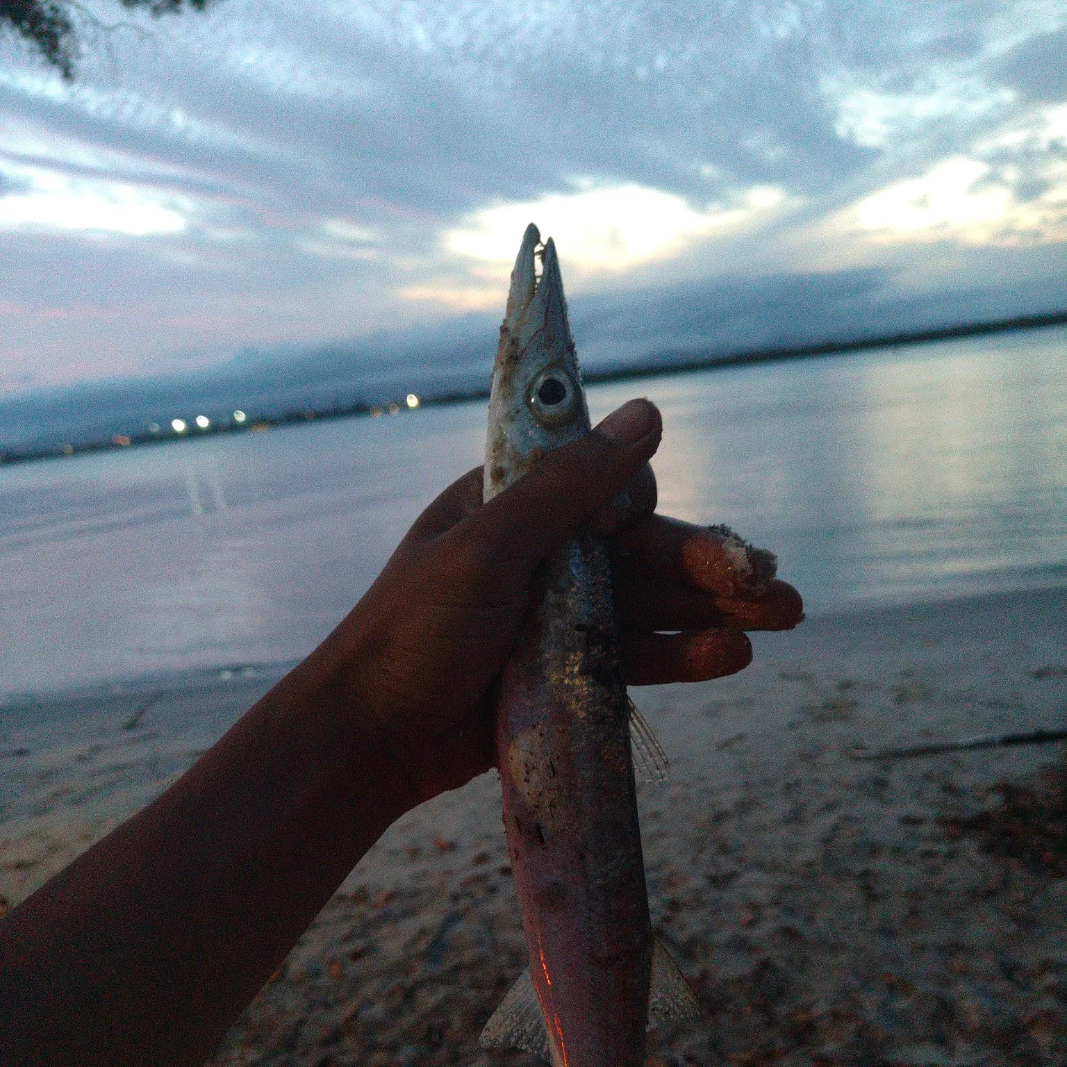 The most recent Pickhandle barracuda catches on Fishbrain